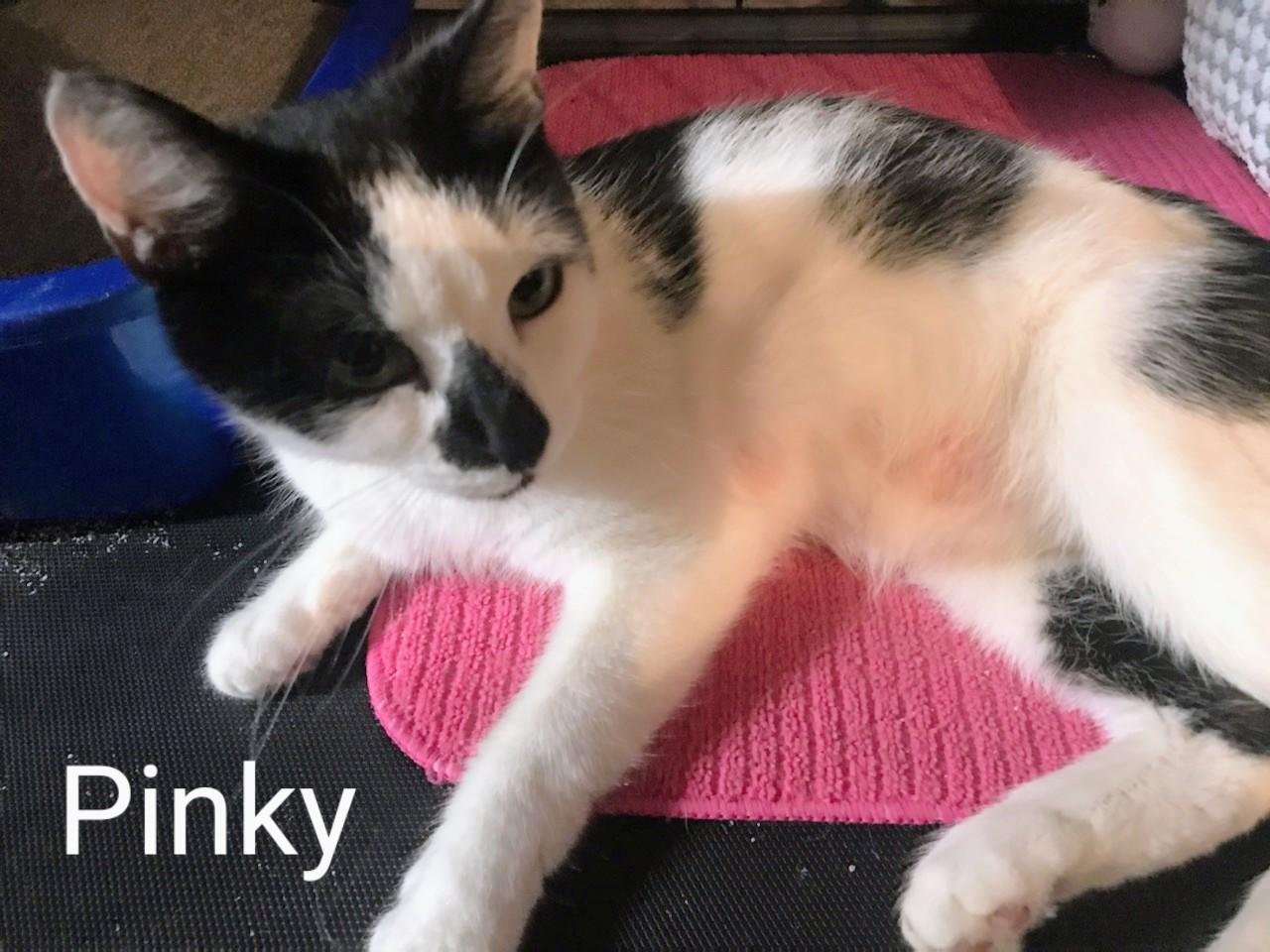 Pinky, a Adoptable Domestic Short Hair in Binghamton, NY image 4/5