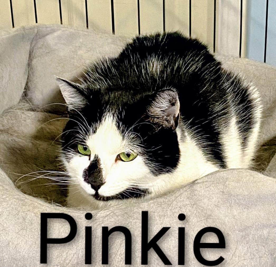 Pinky, a Adoptable Domestic Short Hair in Binghamton, NY image 5/5