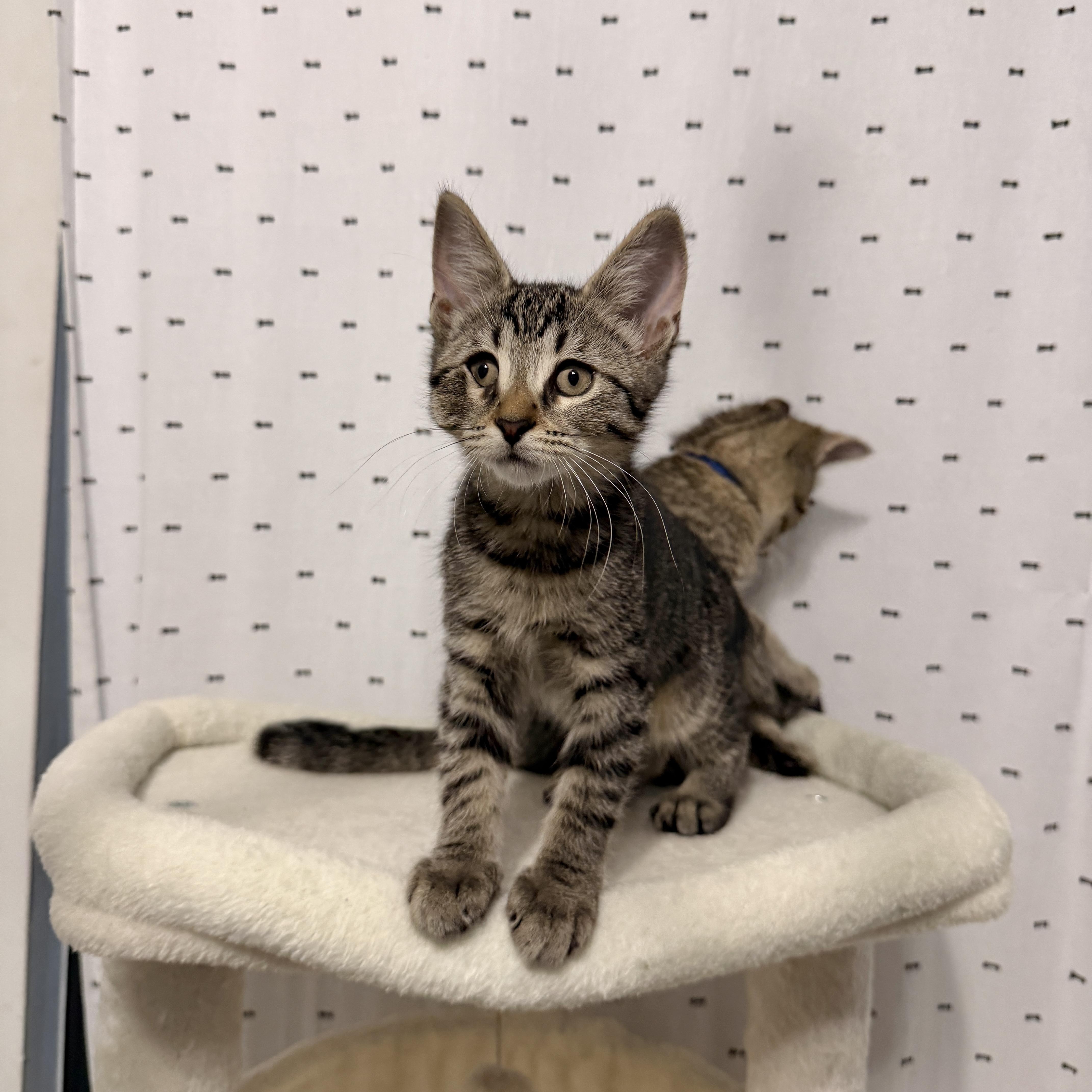 Enlarge Willow, a Adopted Domestic Short Hair in Boca Raton, FL image 4/5