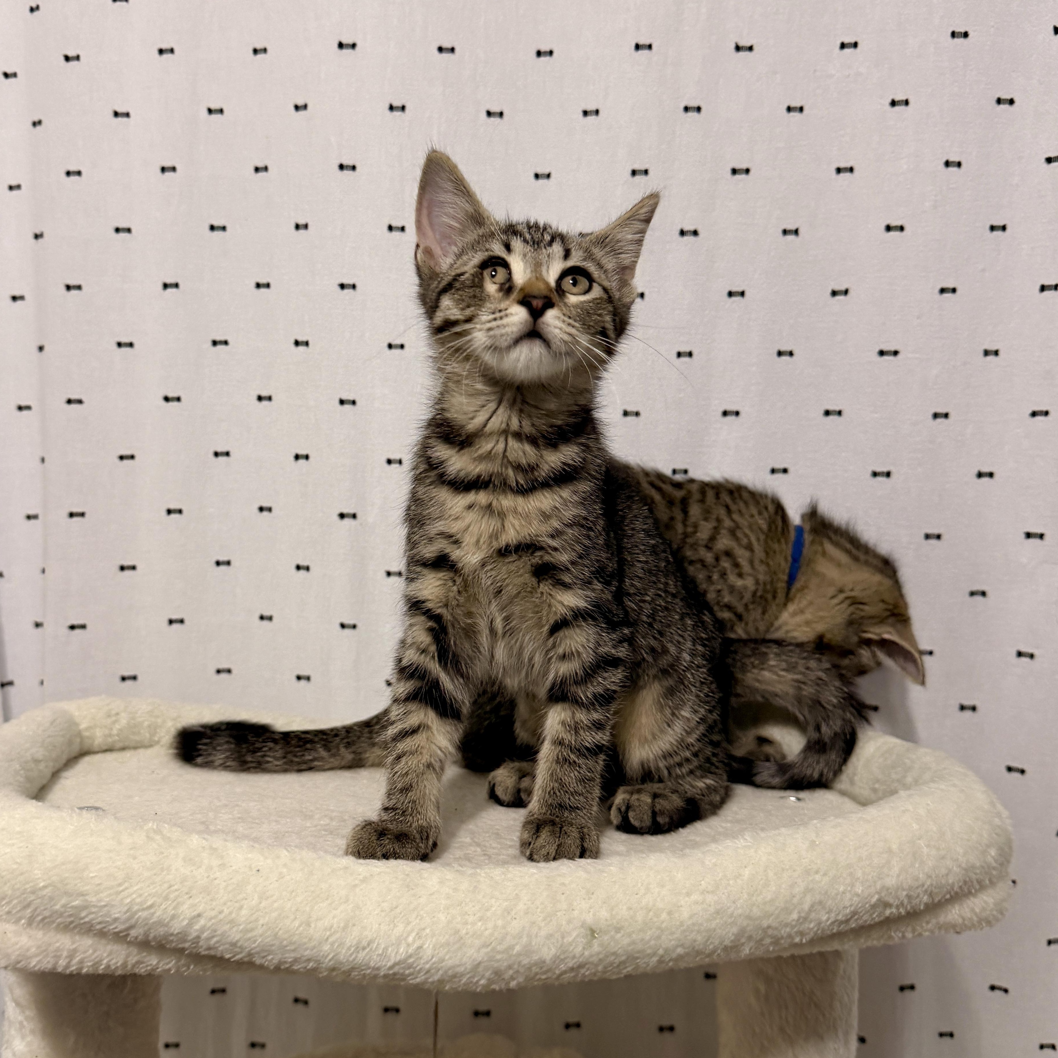 Enlarge Willow, a Adopted Domestic Short Hair in Boca Raton, FL image 3/5