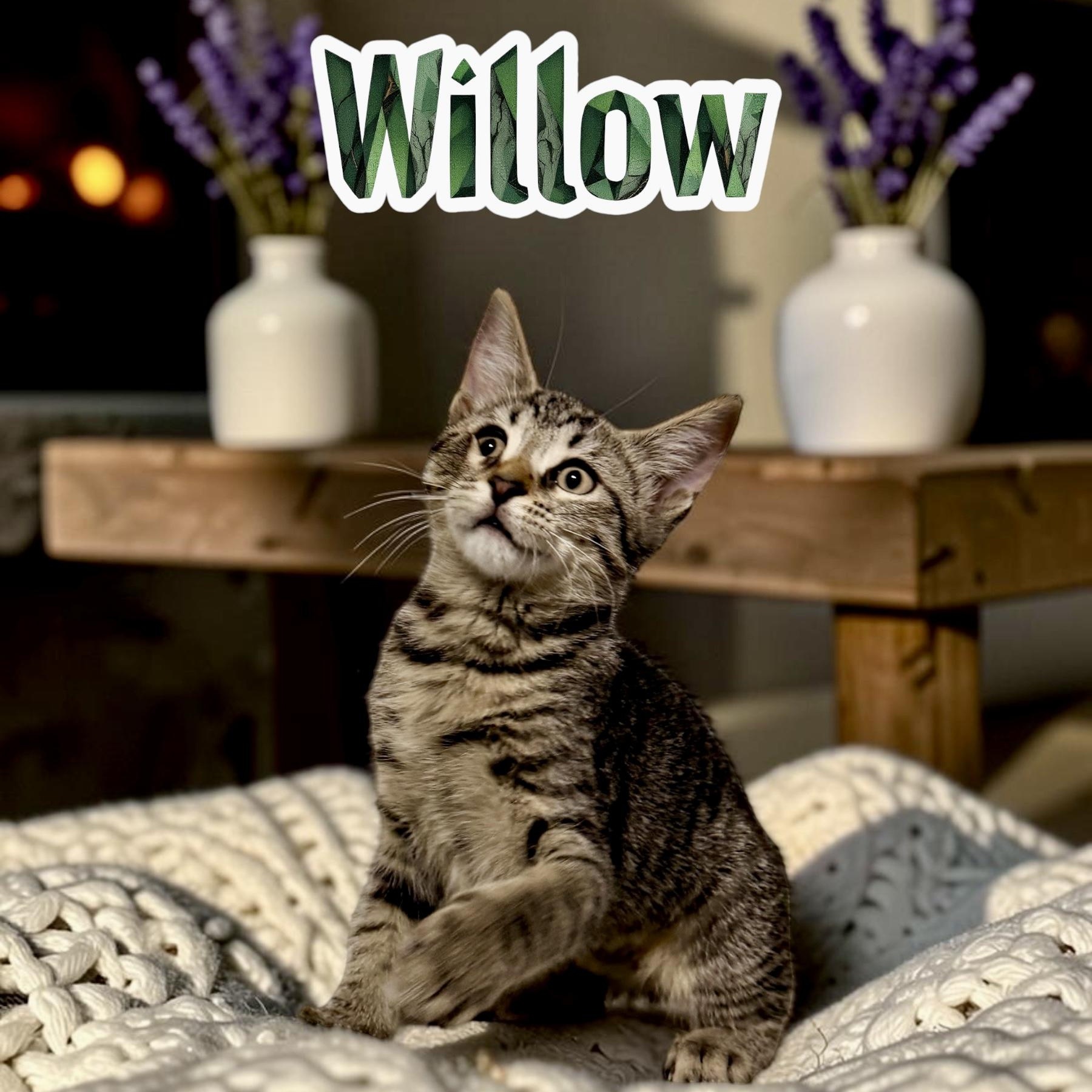 Willow, Adopted, Kitten Female Domestic Short Hair.