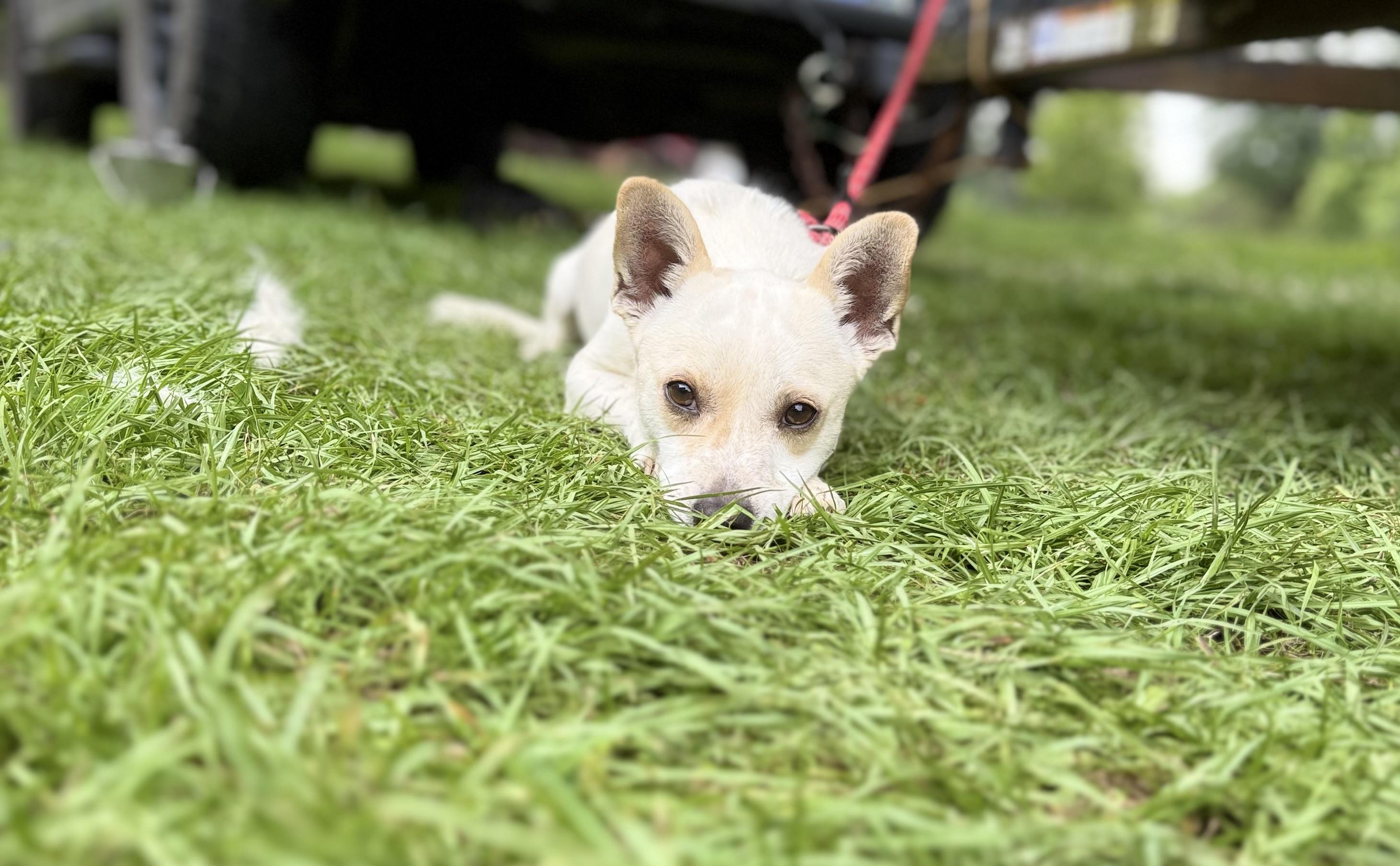 Enlarge Taco, a Adoptable Chihuahua in Falmouth, MA image 2/5
