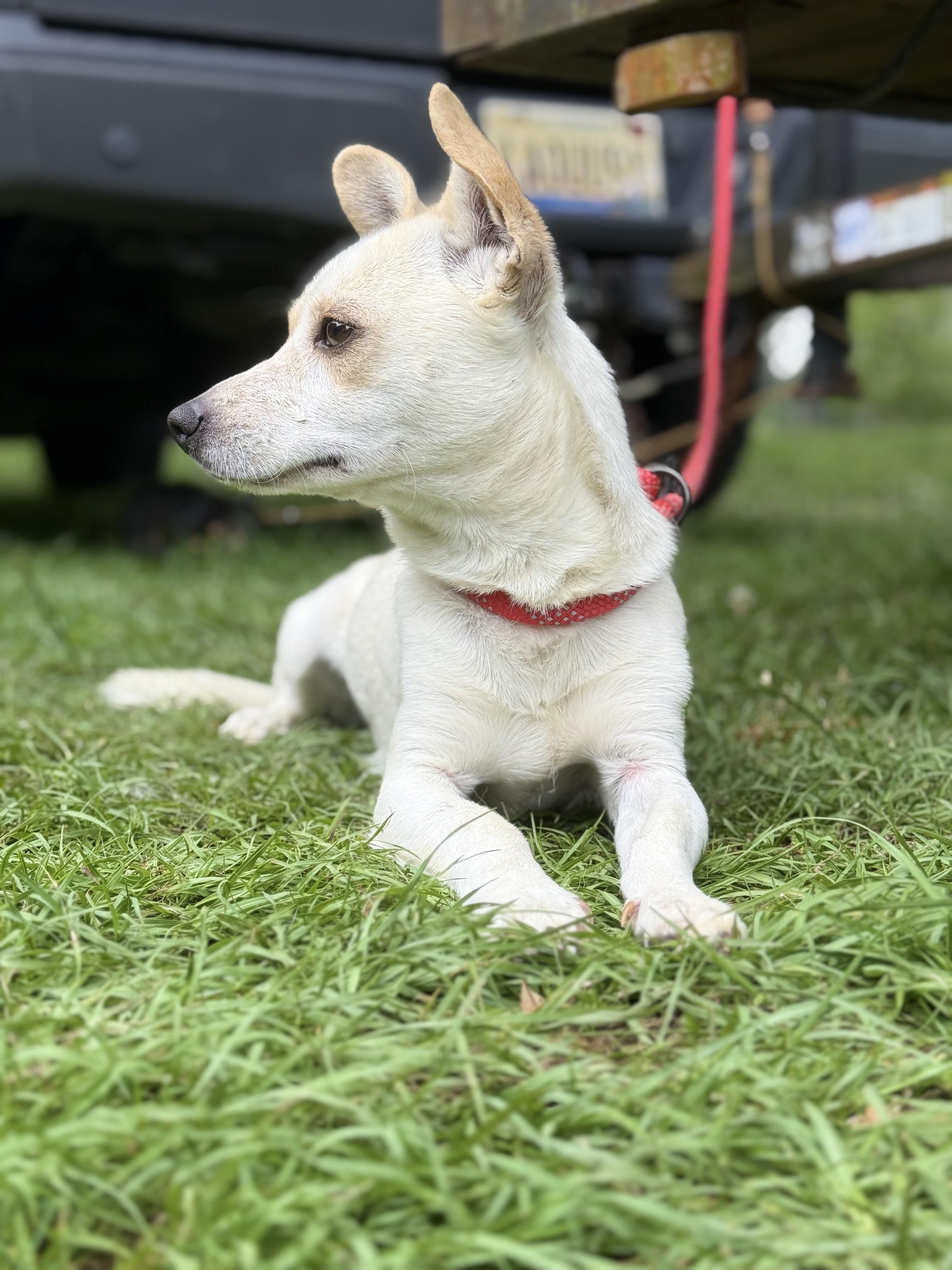 Enlarge Taco, a Adoptable Chihuahua in Falmouth, MA image 3/5