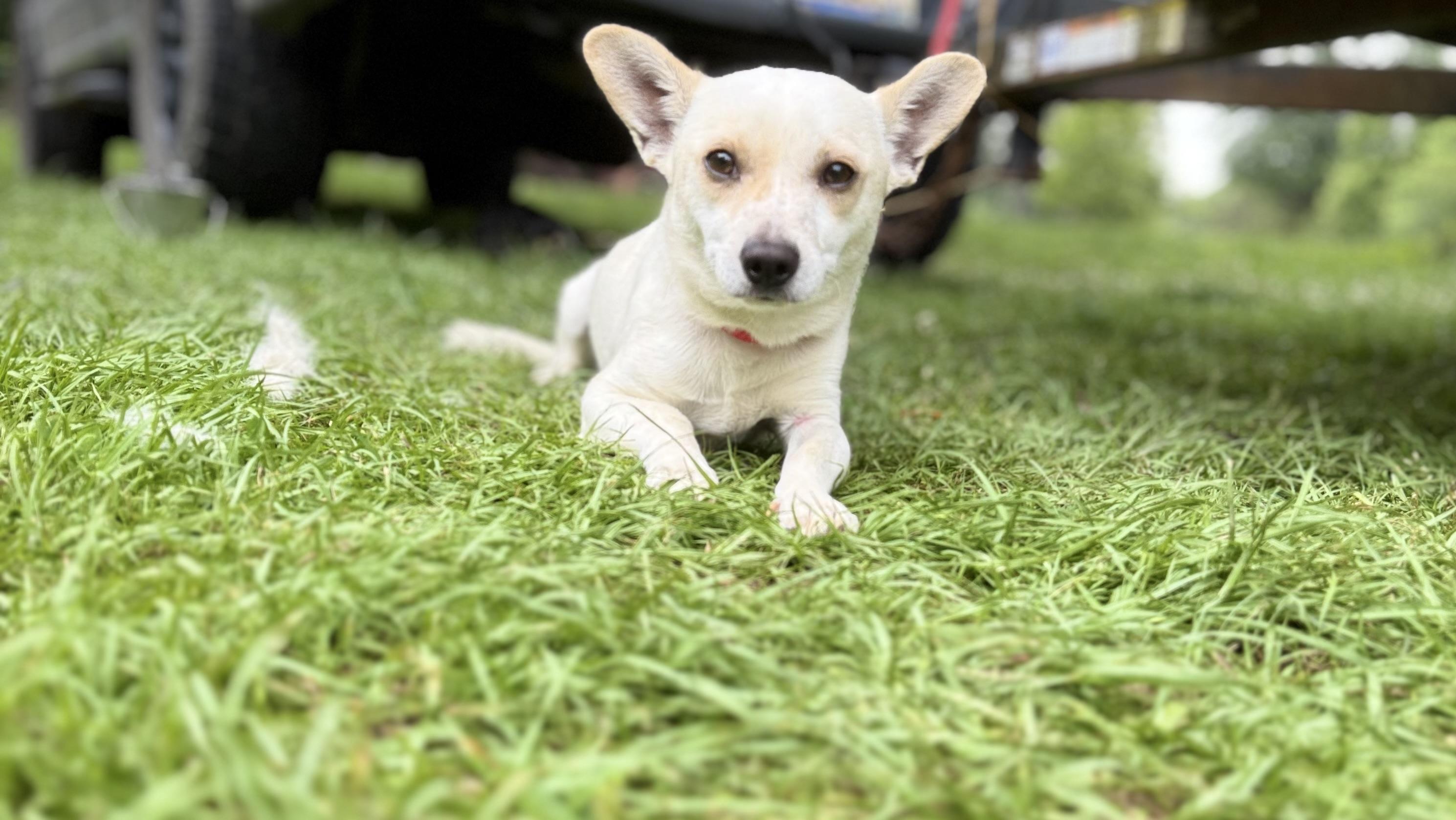Enlarge Taco, a Adoptable Chihuahua in Falmouth, MA image 4/5