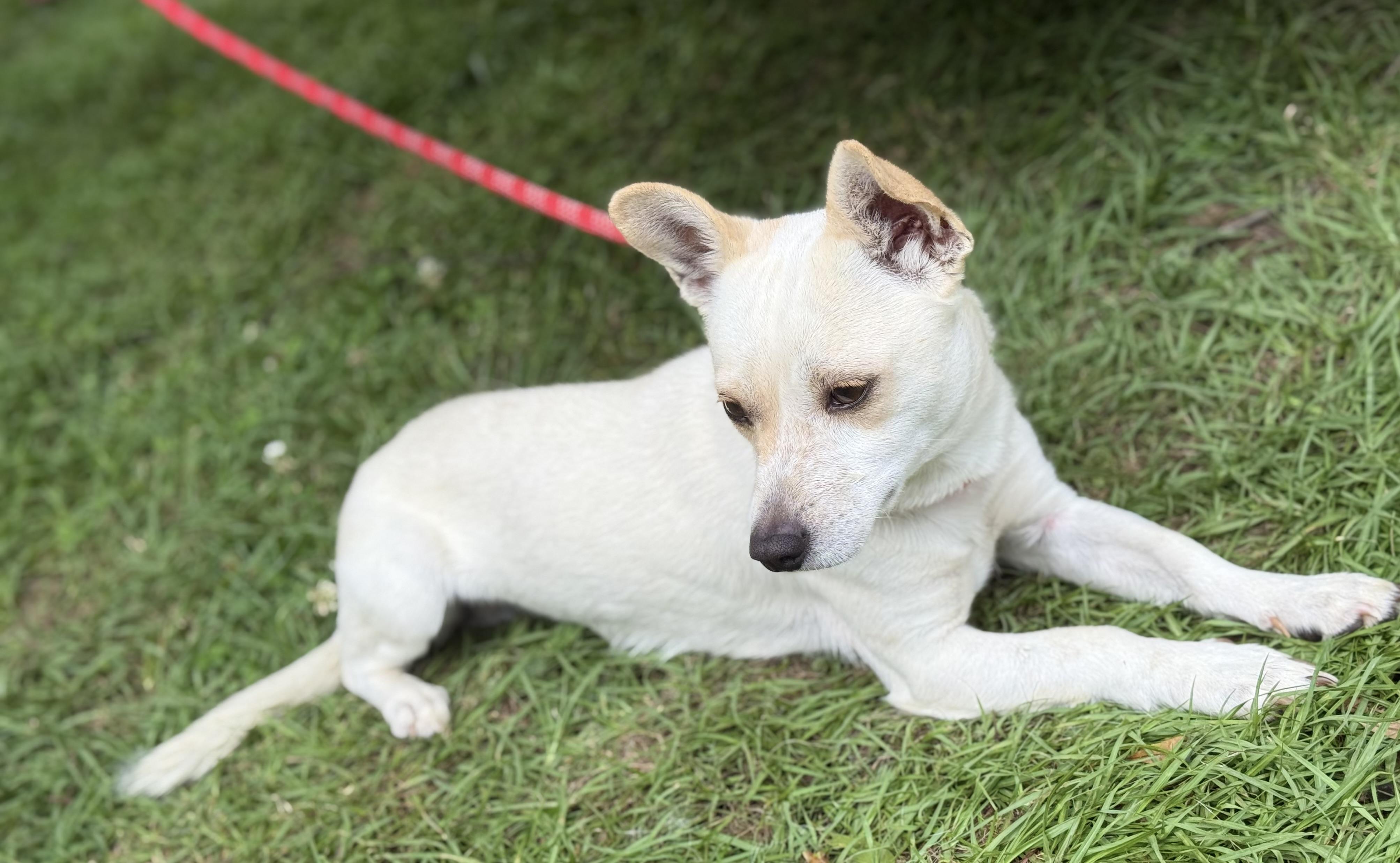 Enlarge Taco, a Adoptable Chihuahua in Falmouth, MA image 5/5