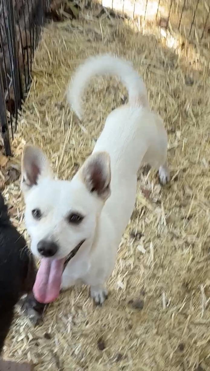 Taco, Adoptable, Adult Male Chihuahua.