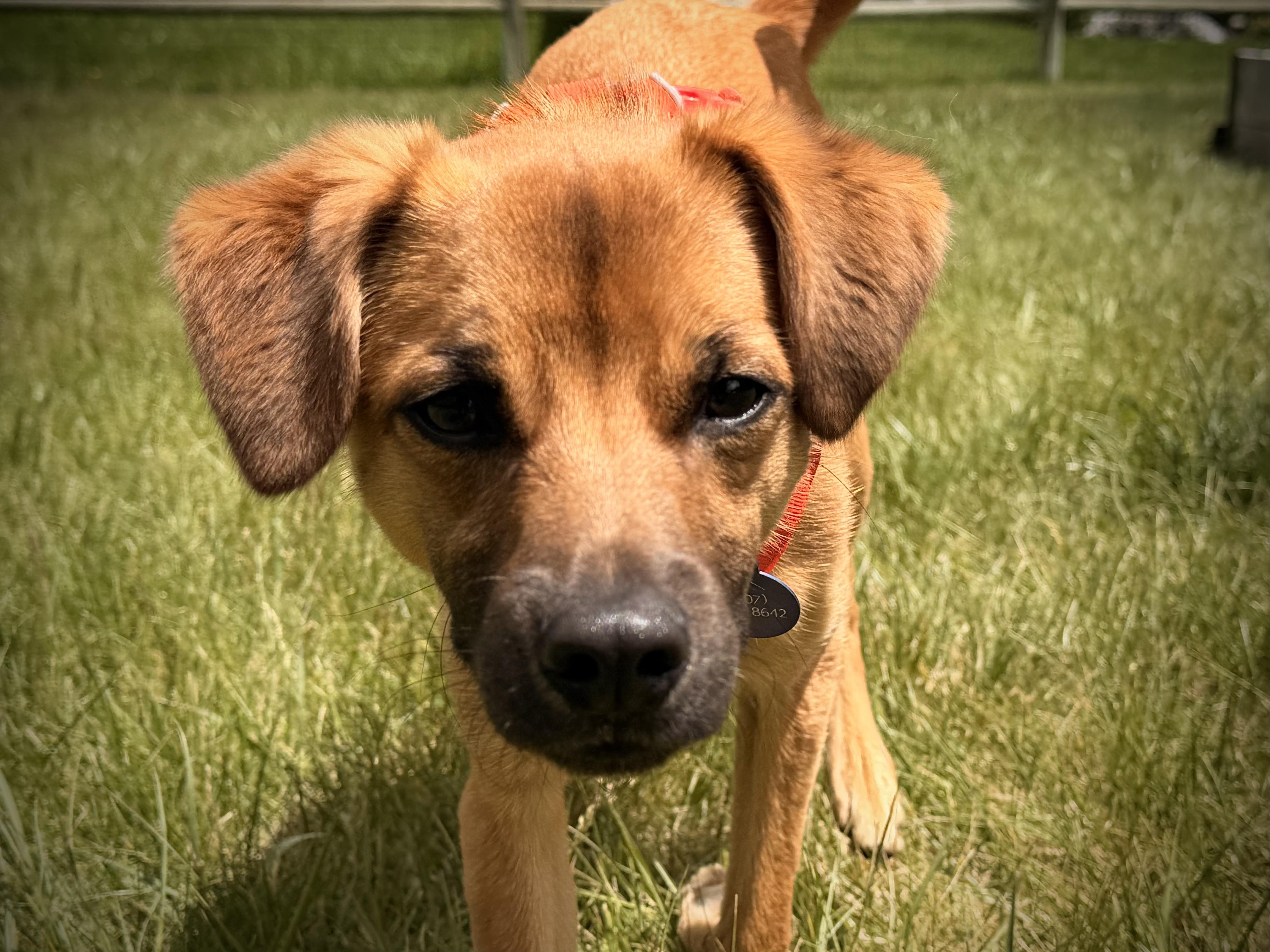 Enlarge Pablo, a ADOPTABLE mixed breed in Jackson, WY image 4/4