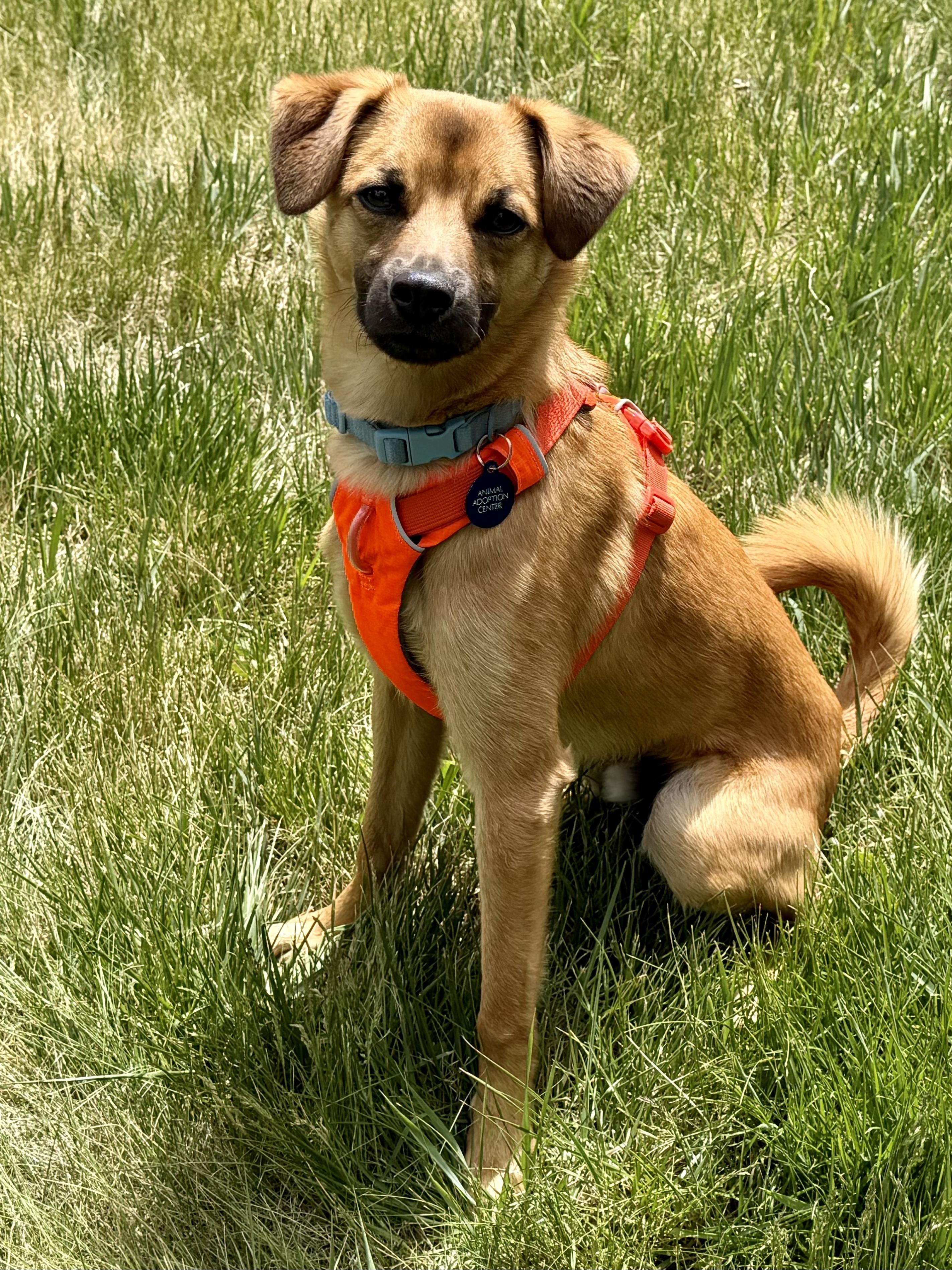 Enlarge Pablo, a ADOPTABLE mixed breed in Jackson, WY image 1/4