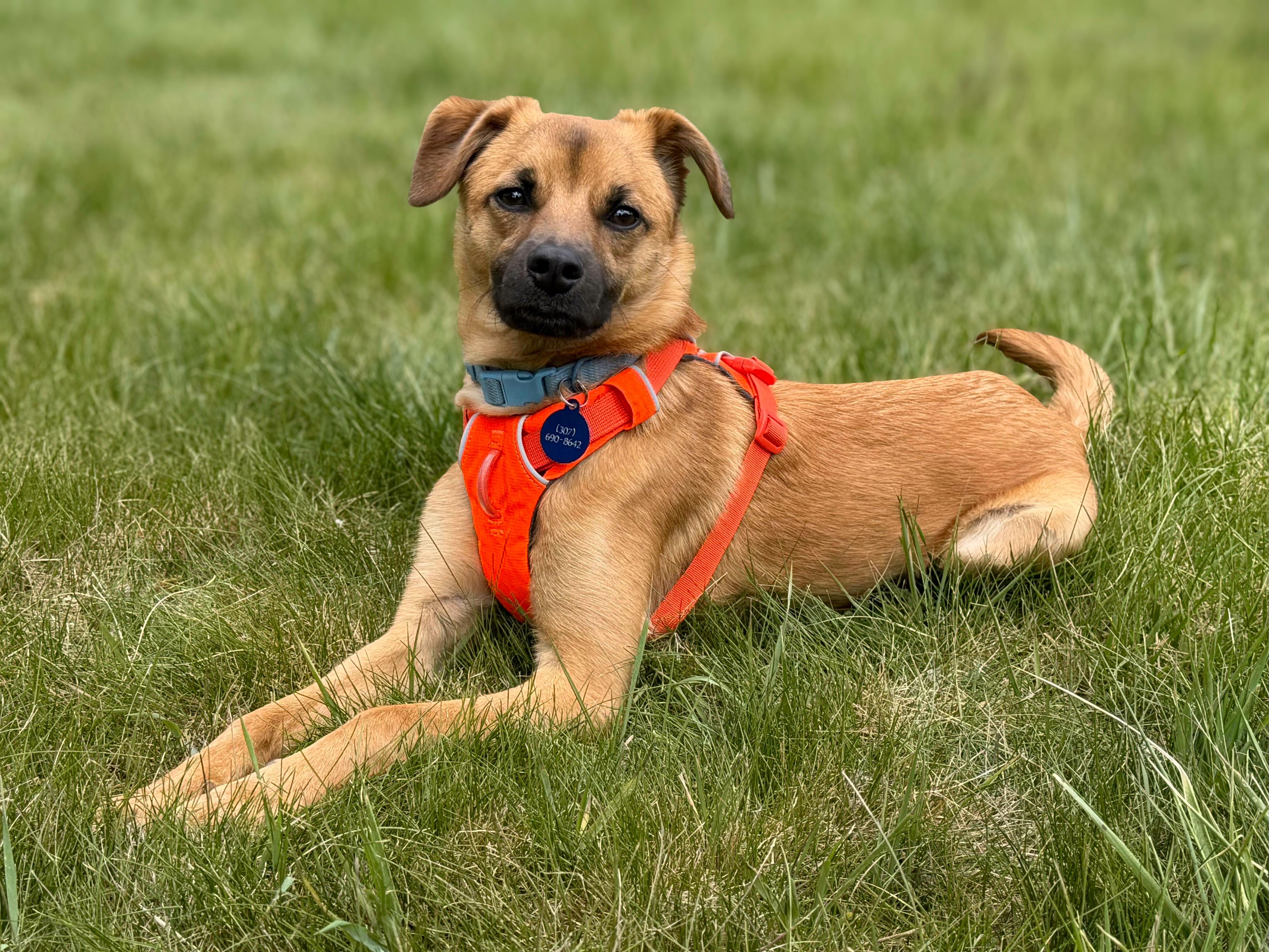 Enlarge Pablo, a ADOPTABLE mixed breed in Jackson, WY image 3/4