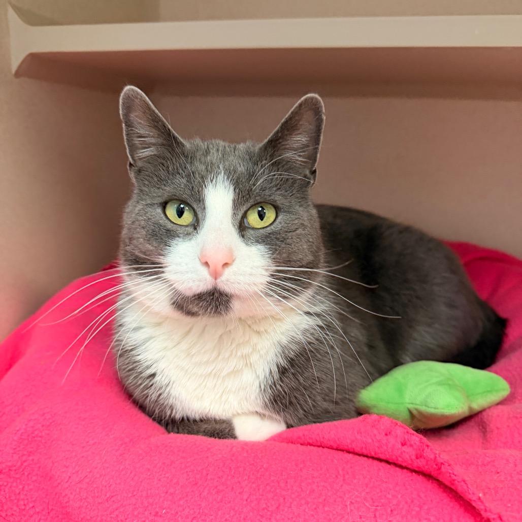 Enlarge Pretty Boy, a Adoptable Domestic Short Hair in Pagosa Springs, CO image 1/3