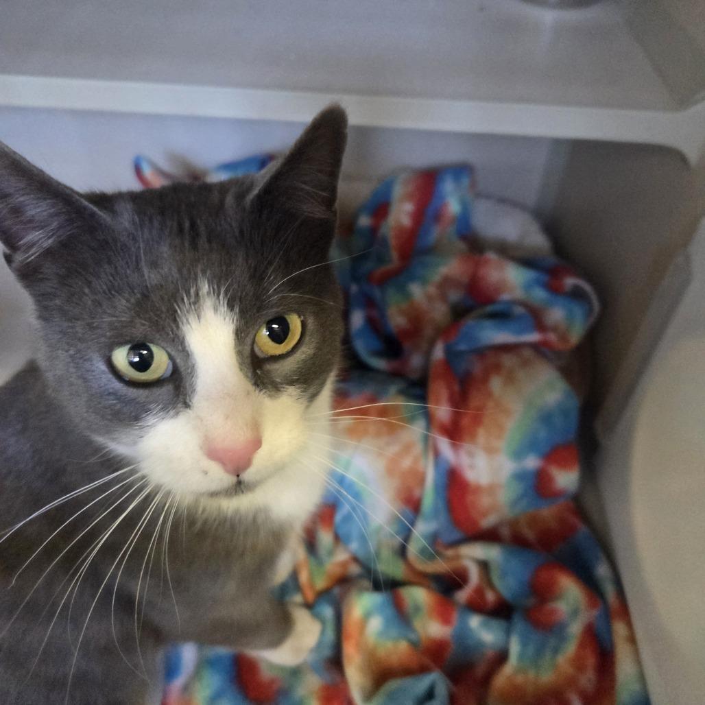 Enlarge Pretty Boy, a Adoptable Domestic Short Hair in Pagosa Springs, CO image 1/2