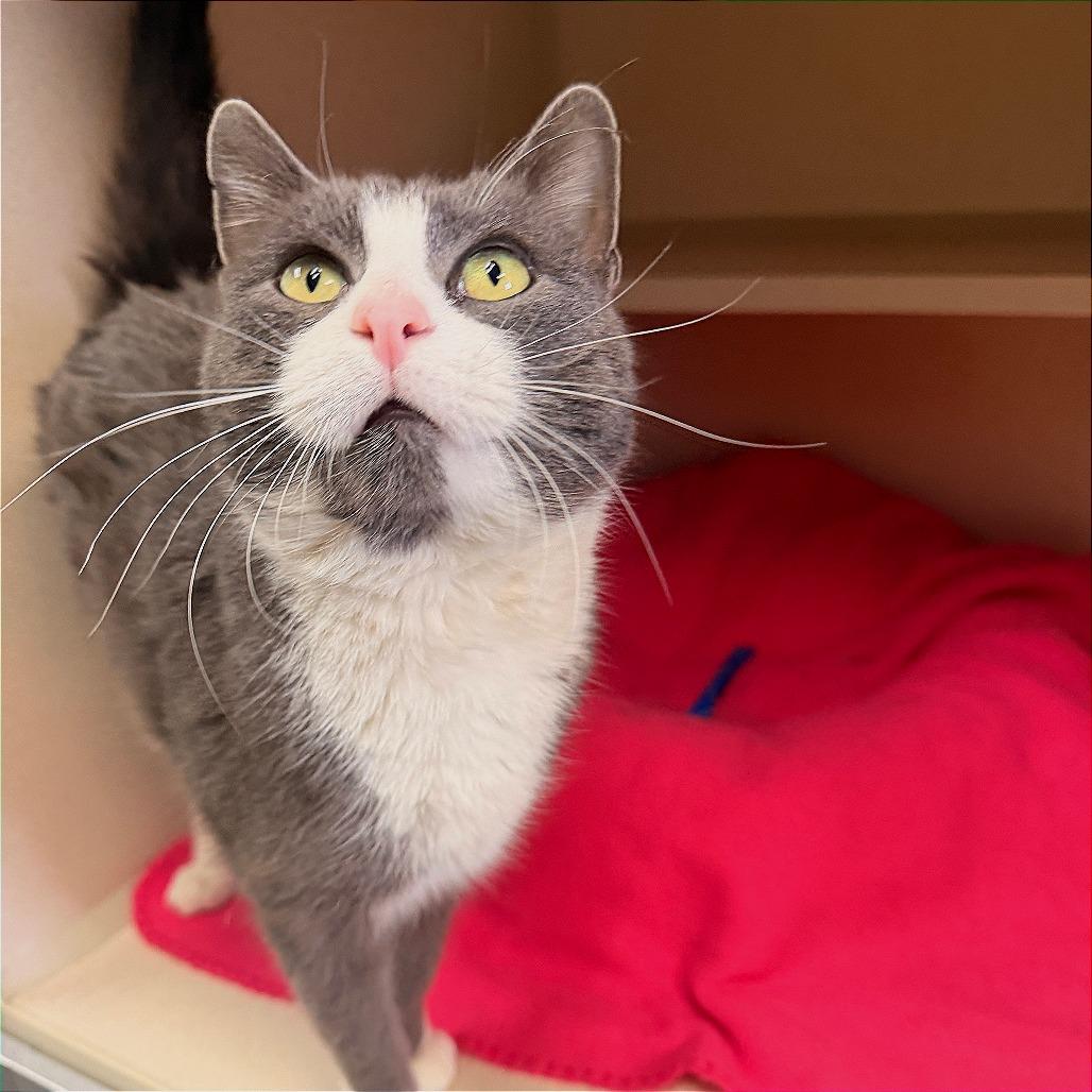 Enlarge Pretty Boy, a Adoptable Domestic Short Hair in Pagosa Springs, CO image 2/2