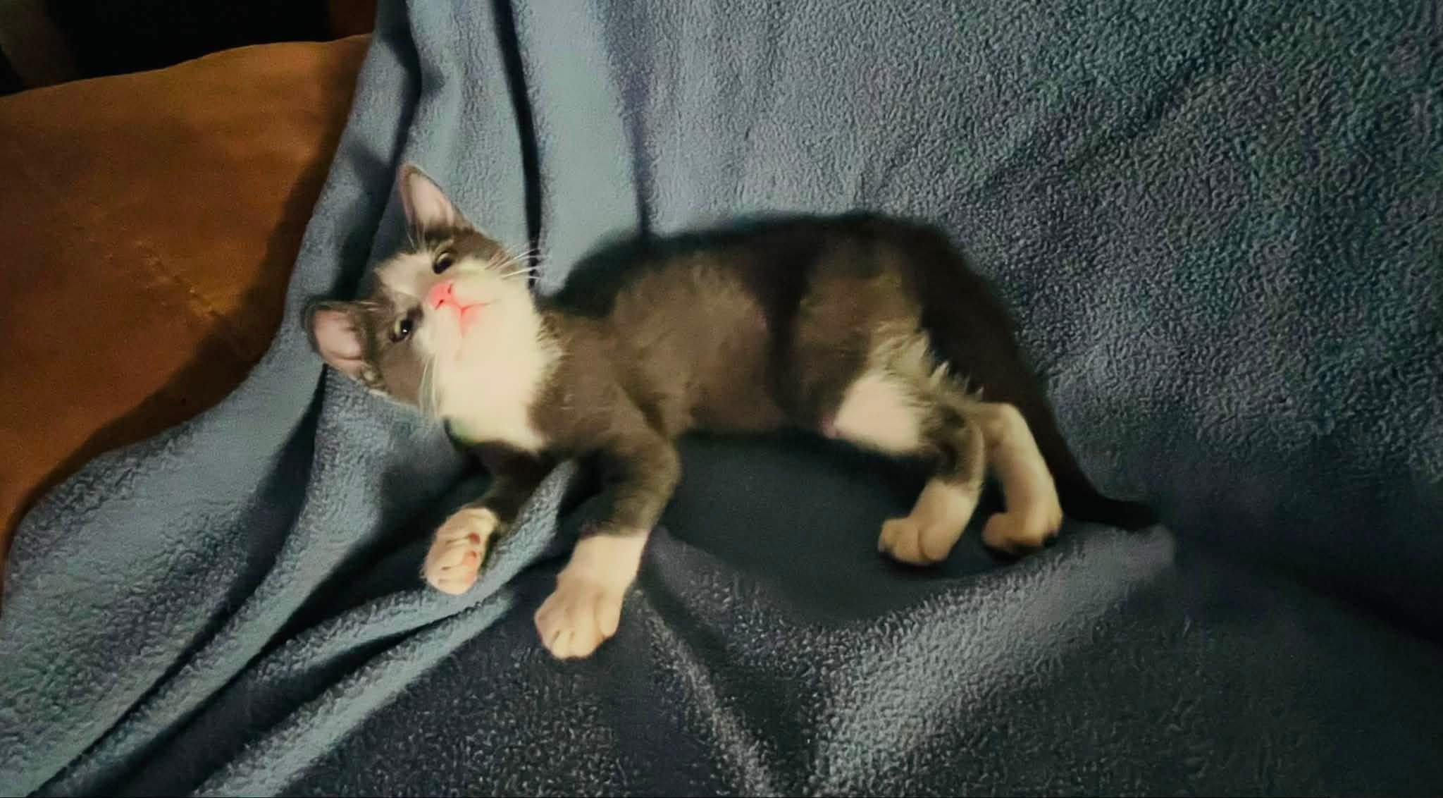 Athena, ADOPTABLE, Kitten Female Domestic Short Hair.