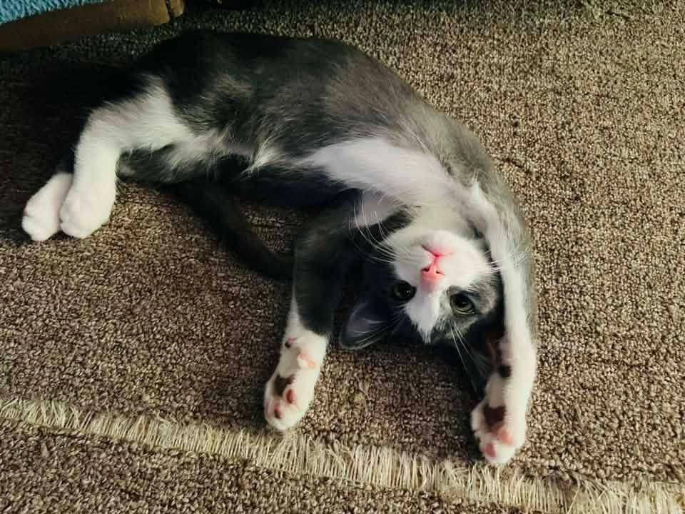 Enlarge Athena, a ADOPTABLE Domestic Short Hair in Broken Arrow, OK image 2/2