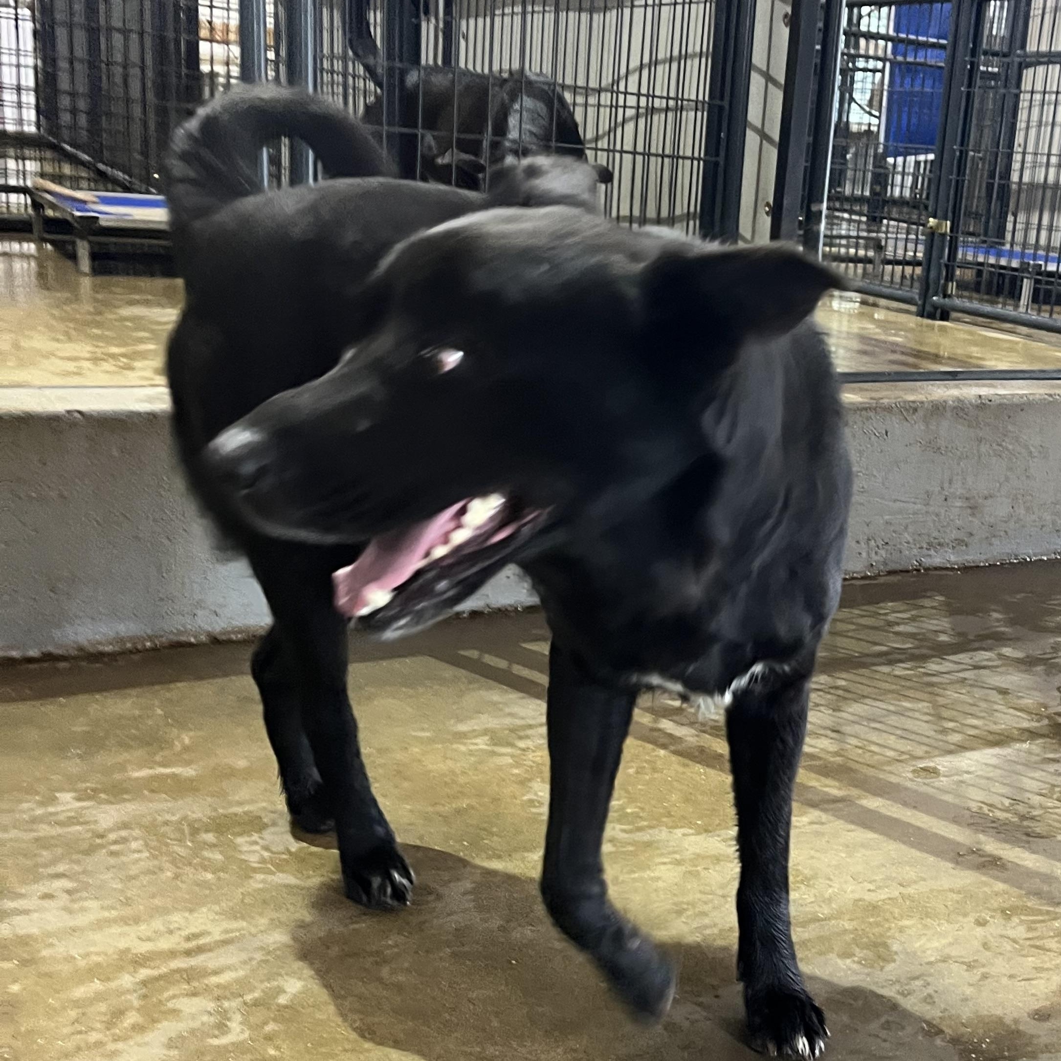 Enlarge Kilo, a ADOPTABLE mixed breed in Brewton, AL image 3/5