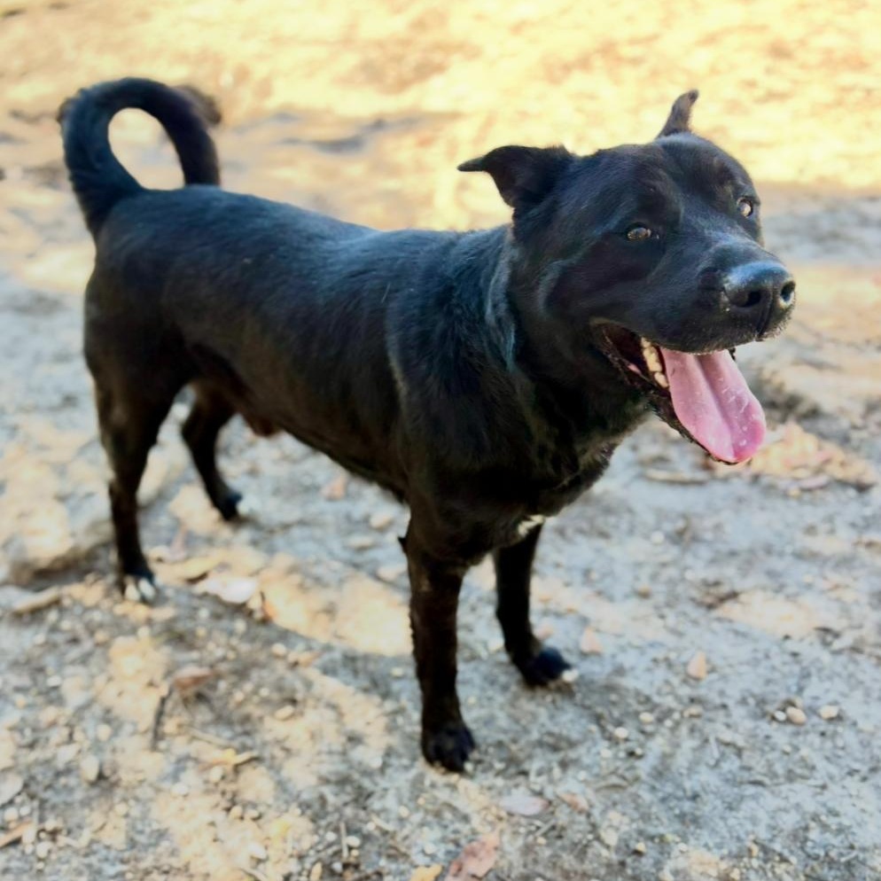 Enlarge Kilo, a ADOPTABLE mixed breed in Brewton, AL image 1/5