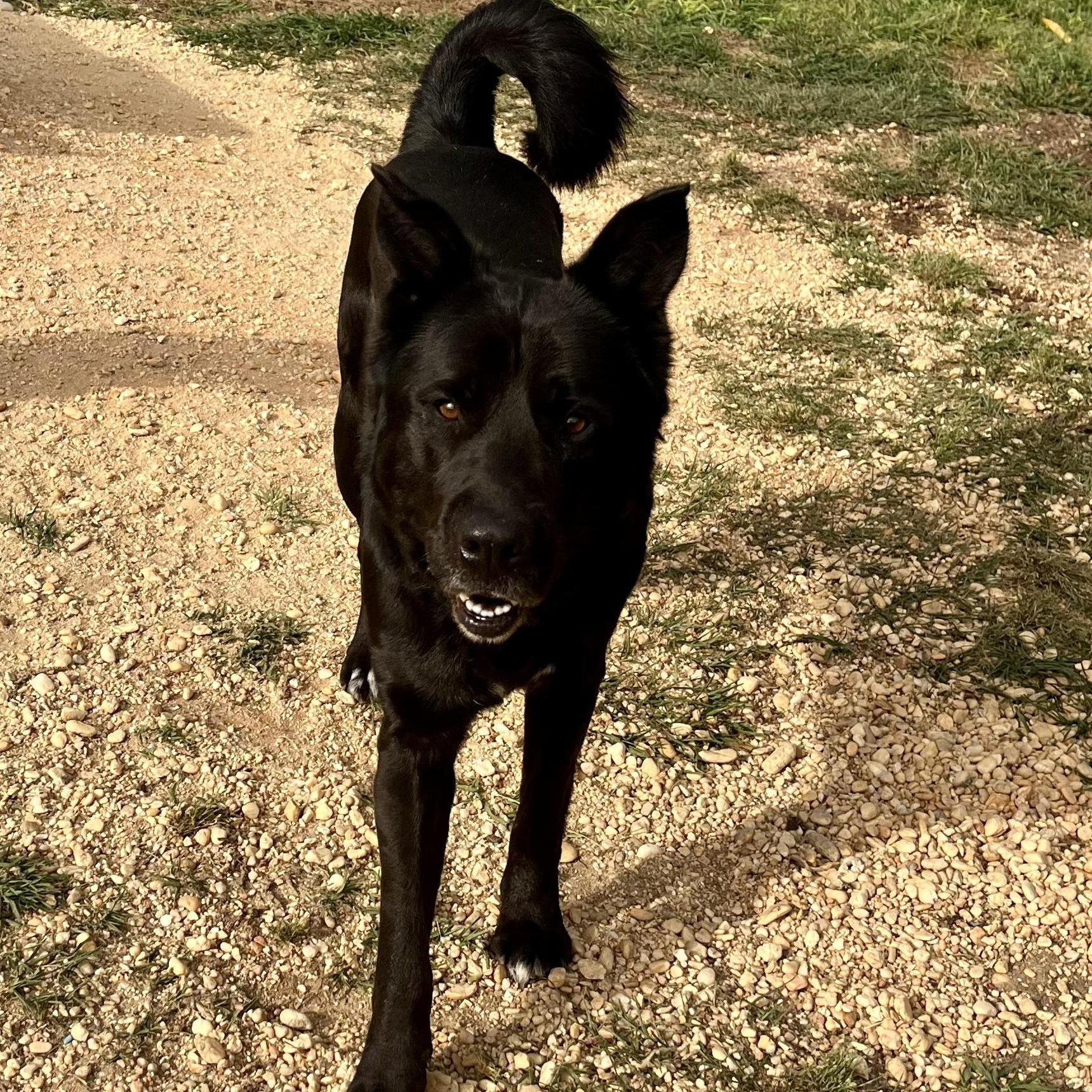 Enlarge Kilo, a ADOPTABLE mixed breed in Brewton, AL image 5/5