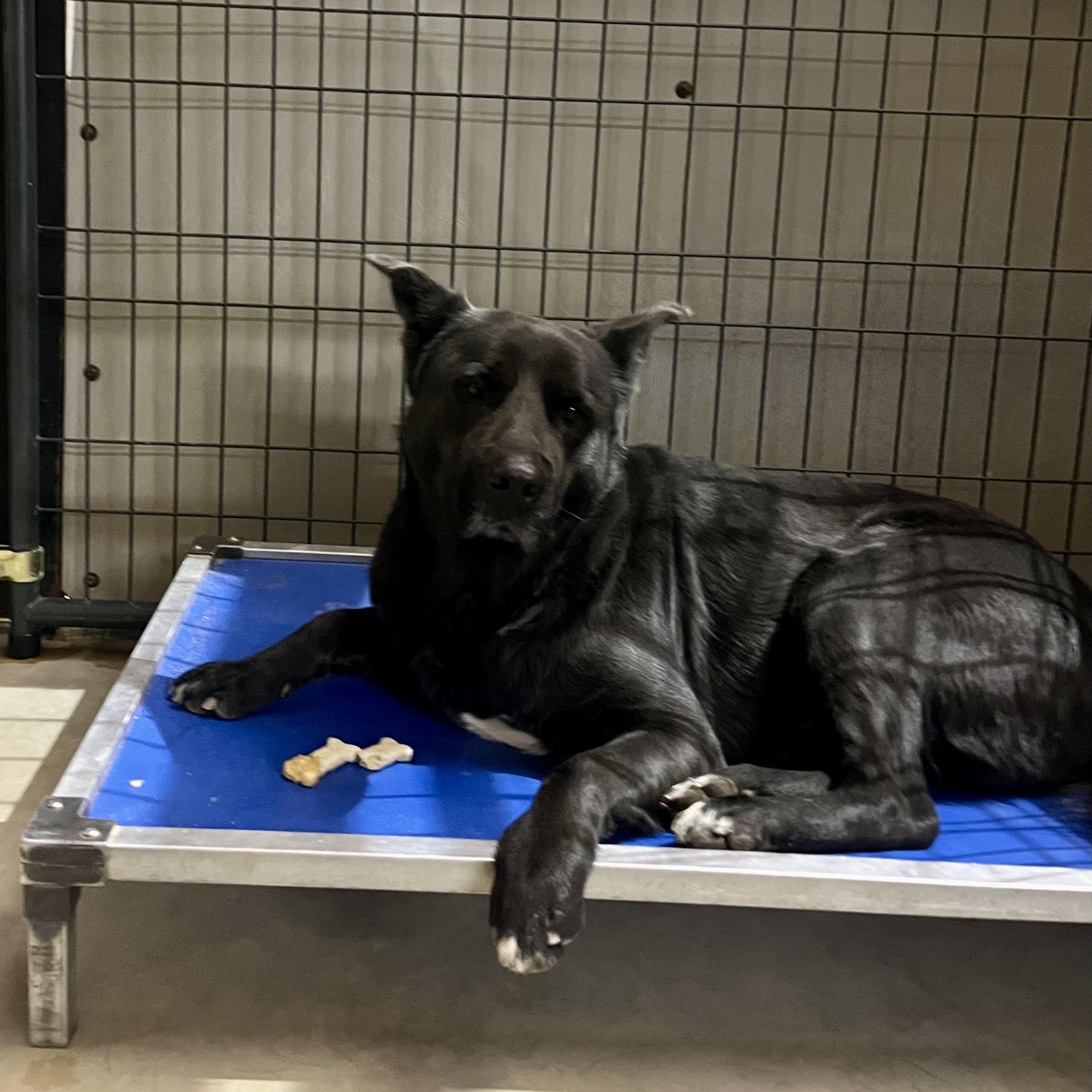 Enlarge Kilo, a ADOPTABLE mixed breed in Brewton, AL image 4/5