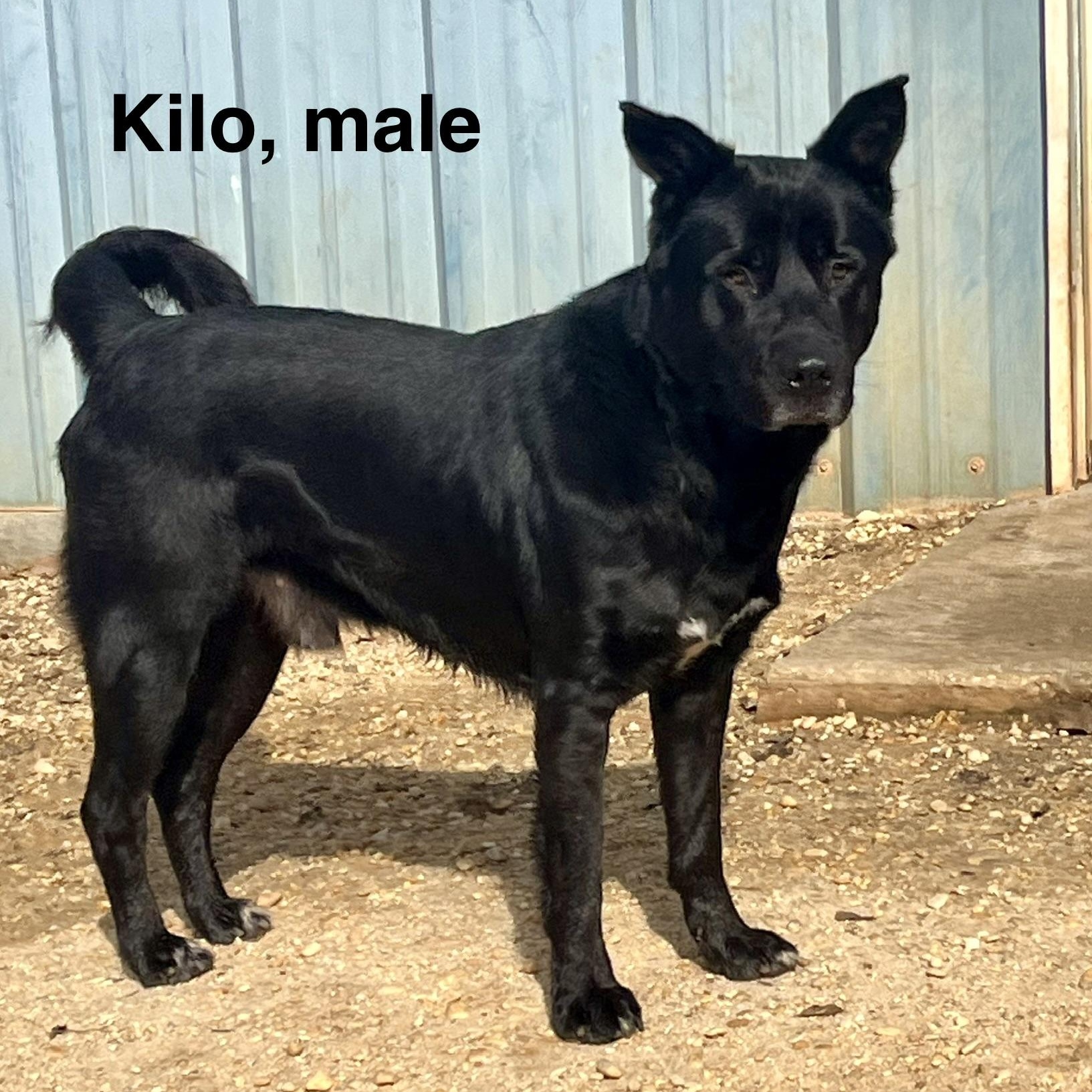 Enlarge Kilo, a ADOPTABLE mixed breed in Brewton, AL image 1/5