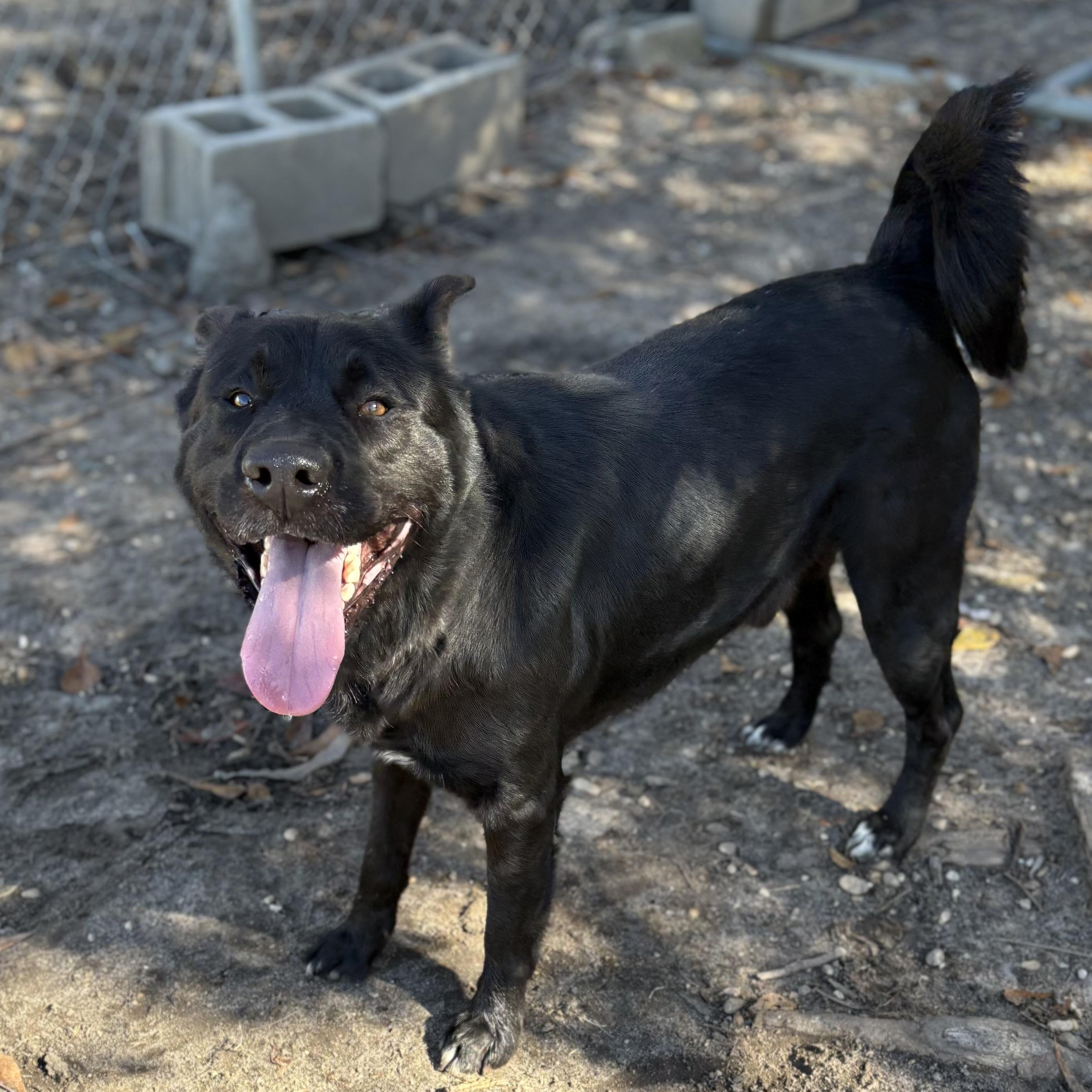Enlarge Kilo, a ADOPTABLE mixed breed in Brewton, AL image 5/5