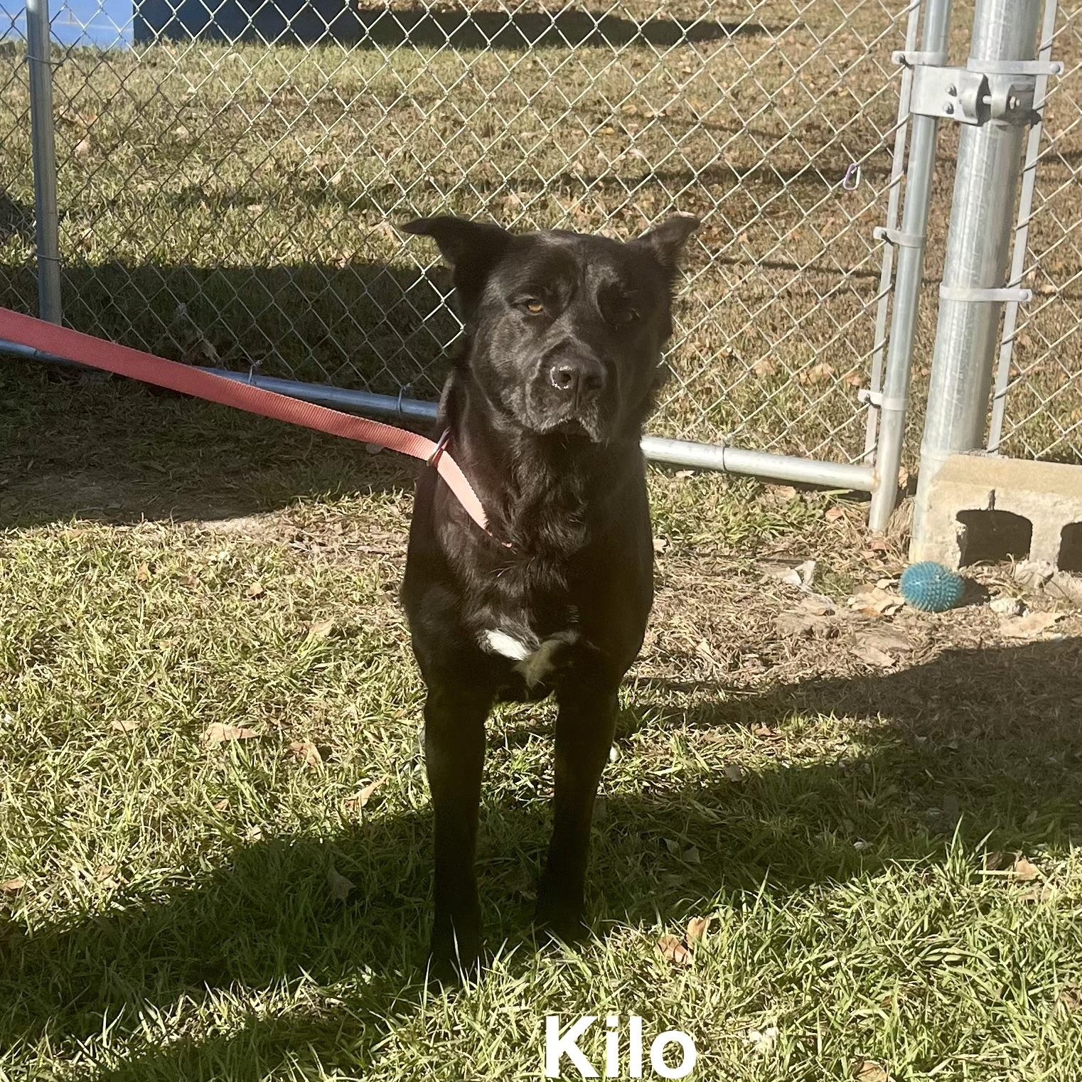 Enlarge Kilo, a ADOPTABLE mixed breed in Brewton, AL image 2/5