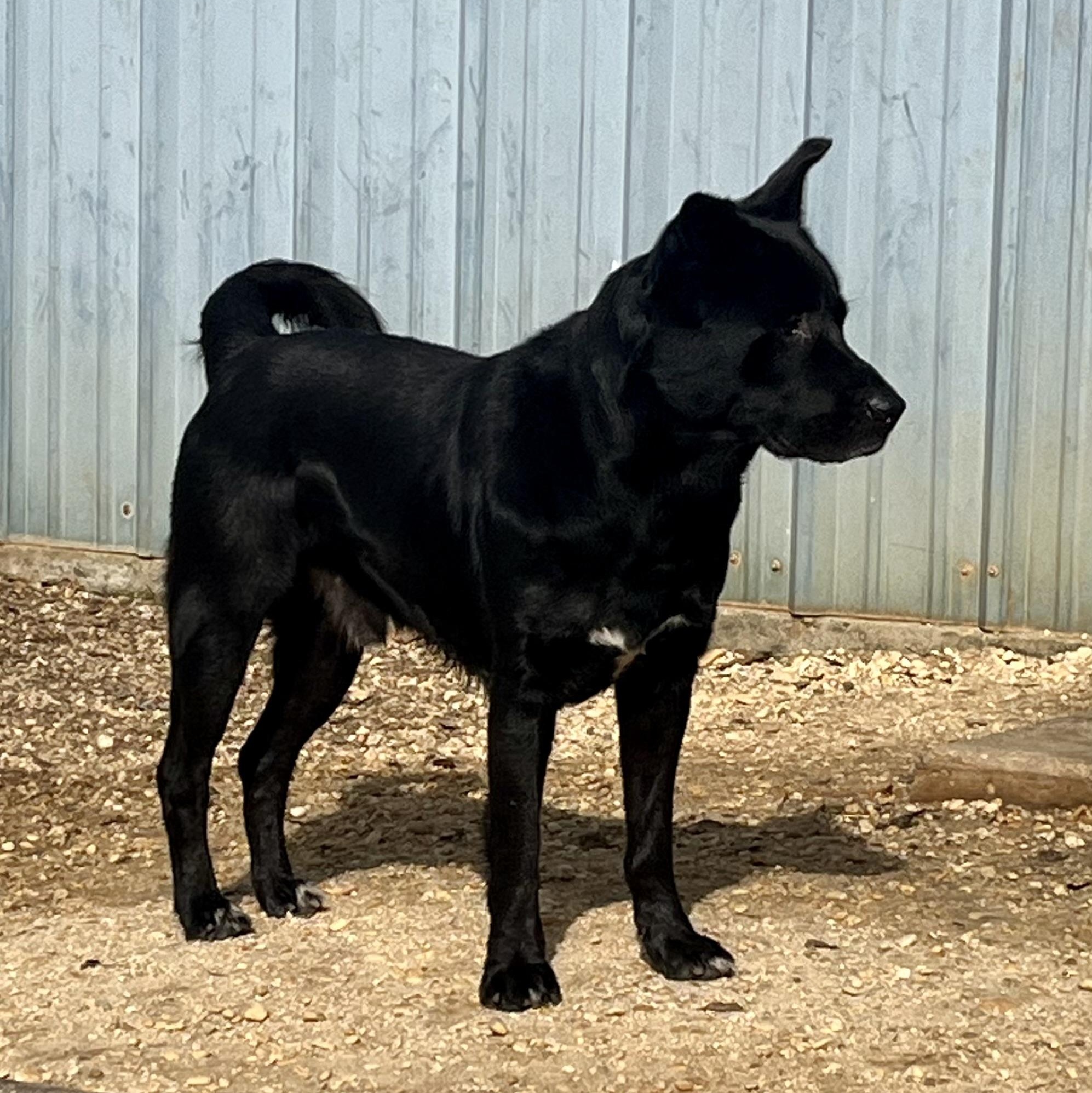 Enlarge Kilo, a ADOPTABLE mixed breed in Brewton, AL image 4/5