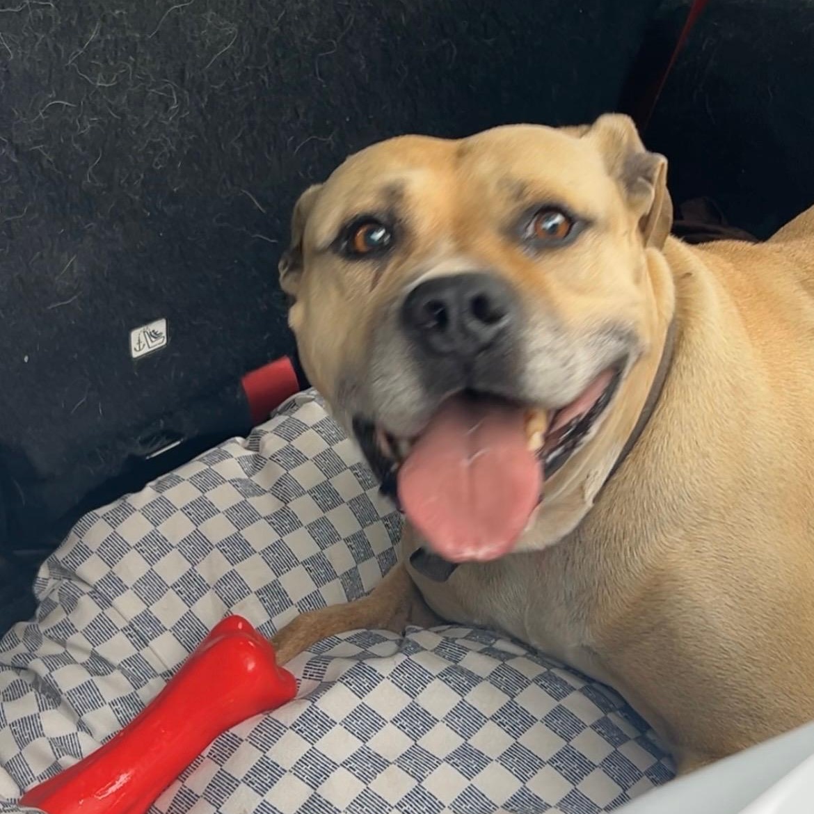 Bubba, Adoptable, Adult Male American Staffordshire Terrier & Labrador Retriever.