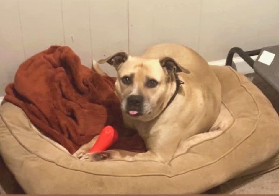 Enlarge Bubba, a Adoptable mixed breed in Greenville, SC image 4/4