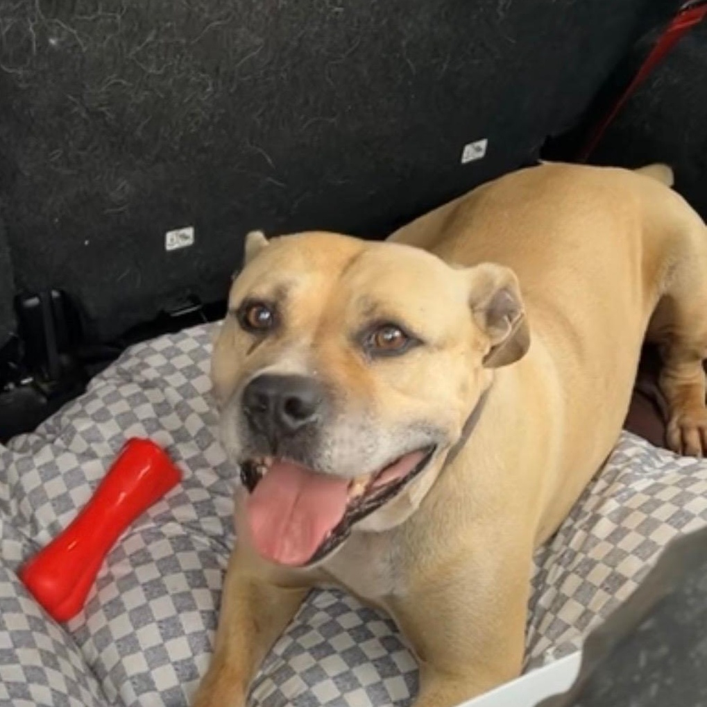 Enlarge Bubba, a Adoptable mixed breed in Greenville, SC image 2/4