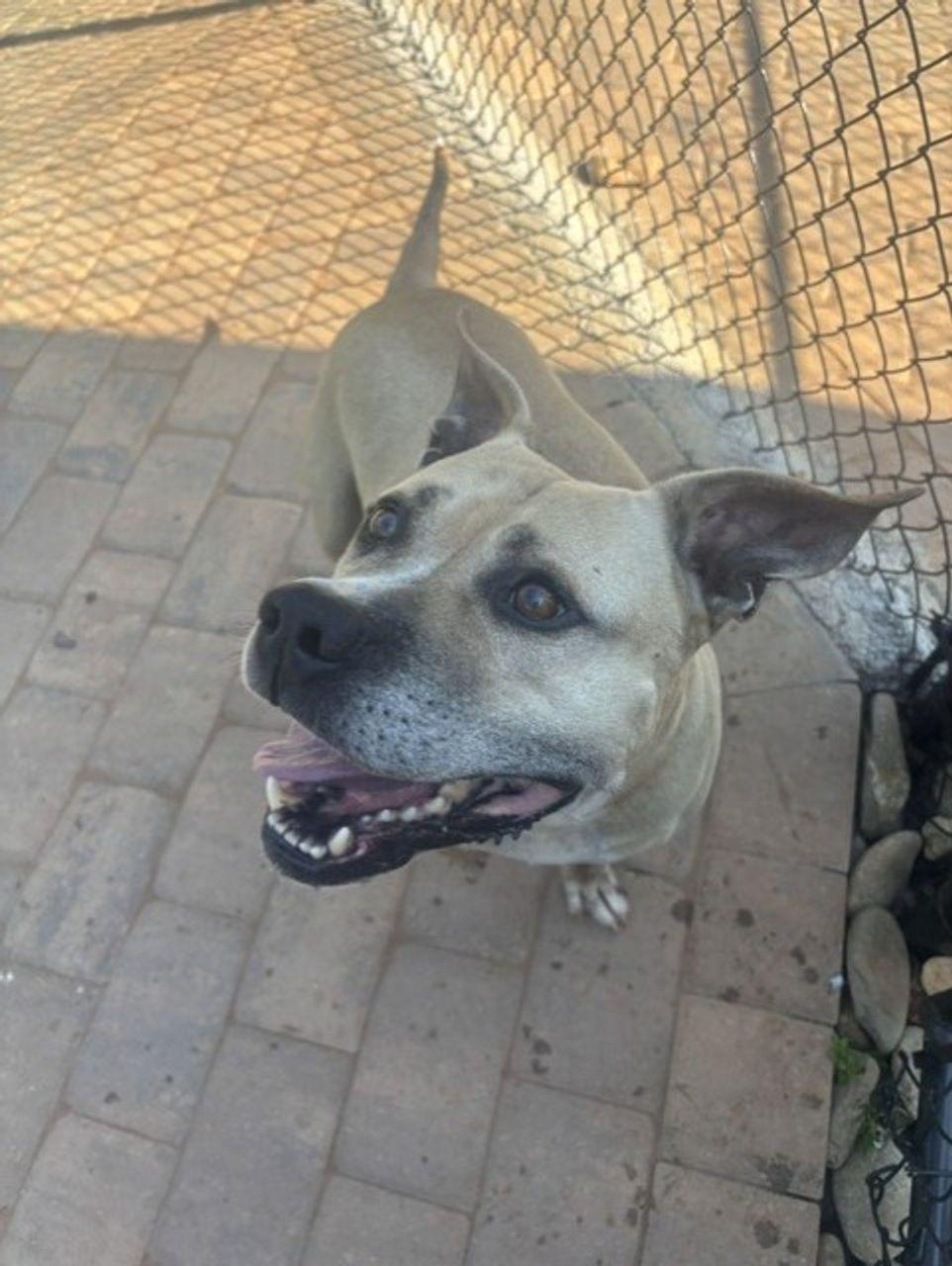 Enlarge Bubba, a Adoptable mixed breed in Greenville, SC image 3/4