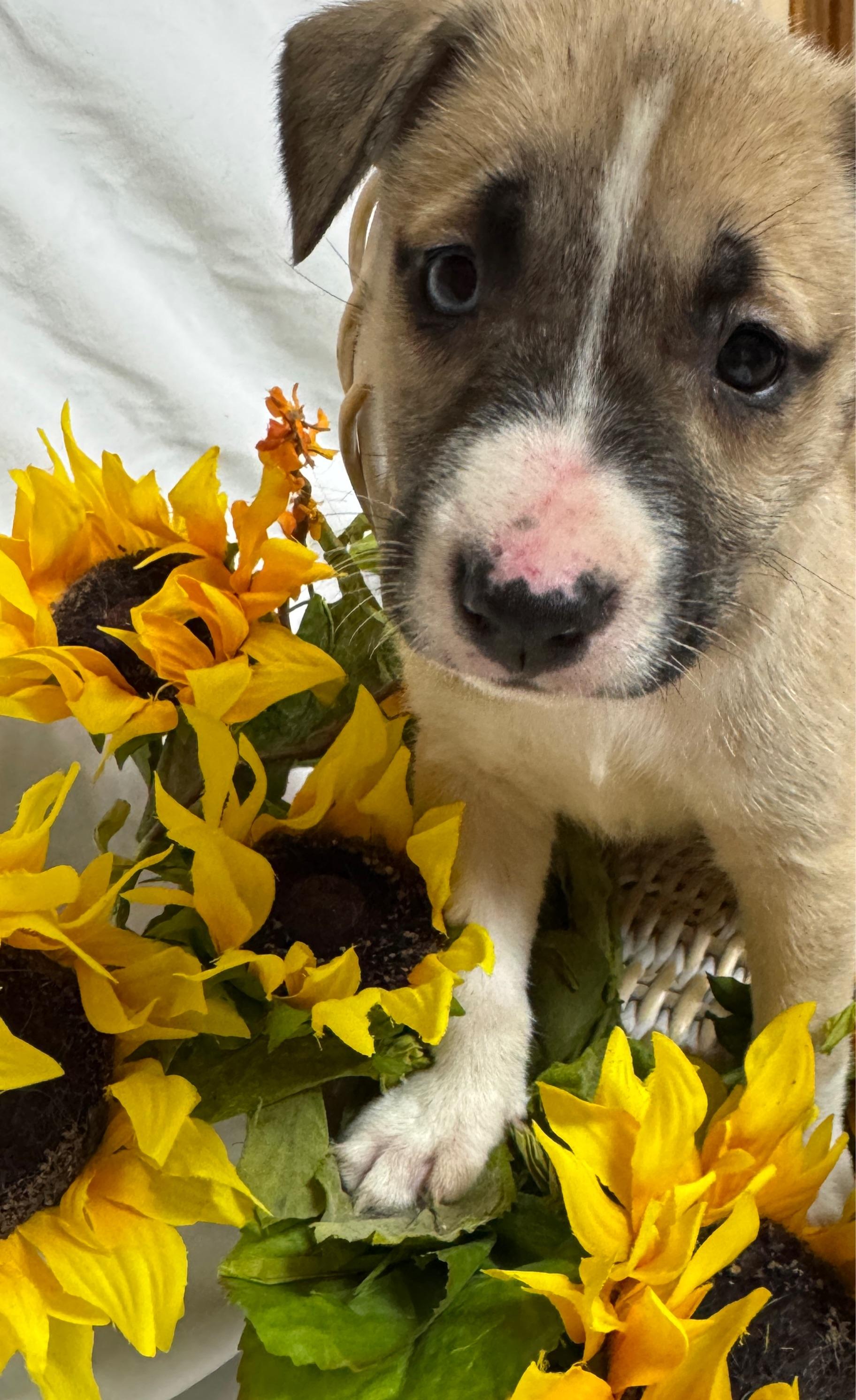 Ms.  B, adopted, Puppy Female Boxer & Labradoodle.