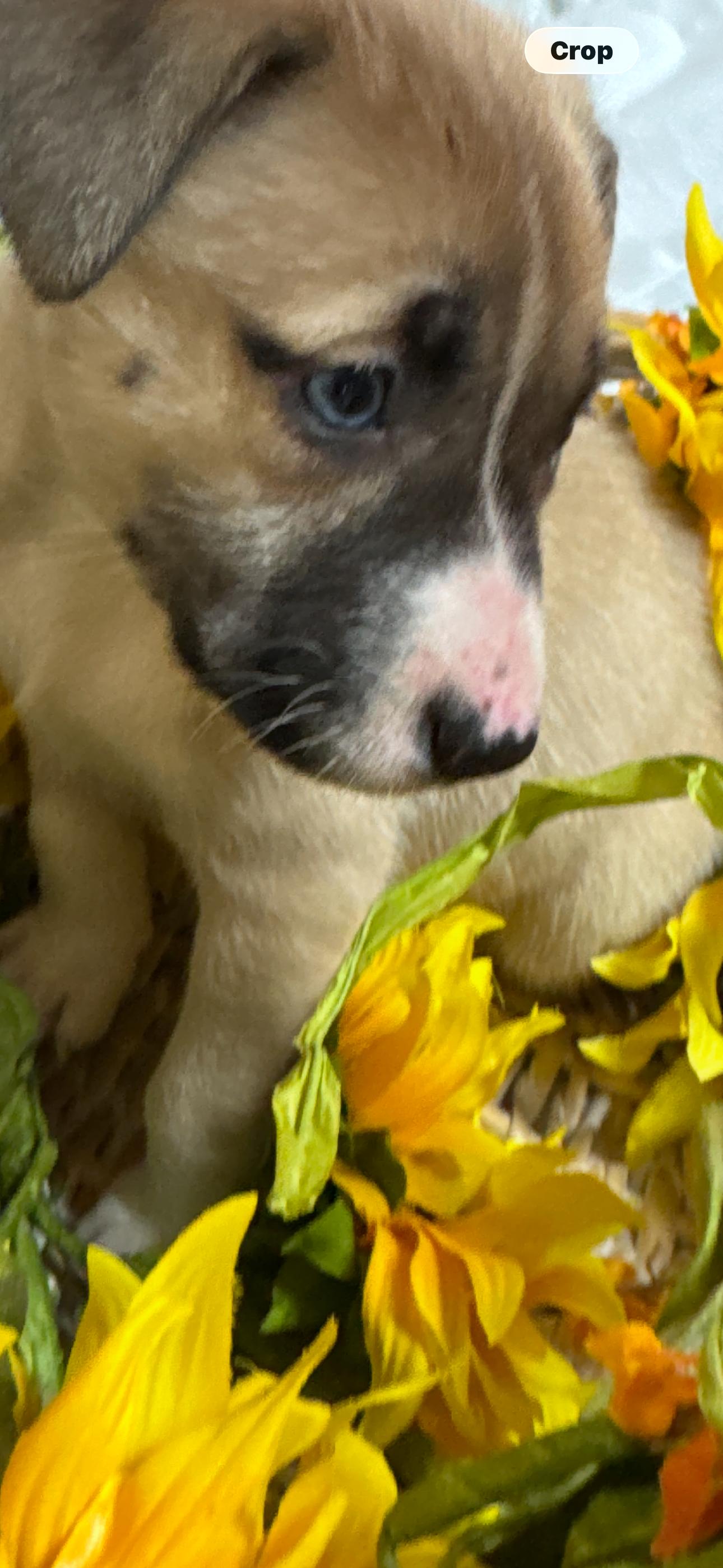 Enlarge Ms.  B, an adopted mixed breed in Haslet, TX image 4/4
