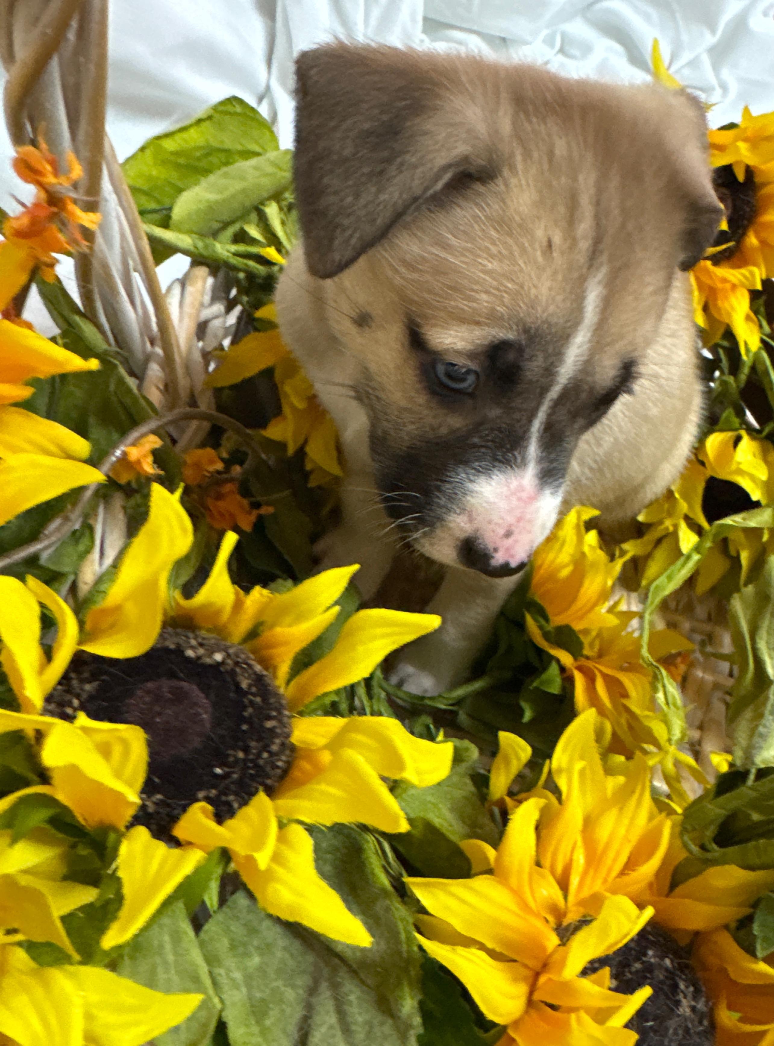 Enlarge Ms.  B, an adopted mixed breed in Haslet, TX image 3/4