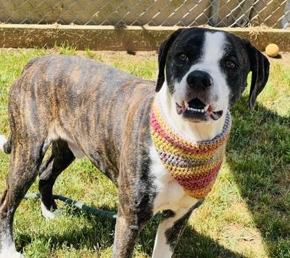 Enlarge Toast $85, a Adoptable mixed breed in Seneca, SC image 1/3