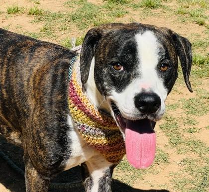 Enlarge Toast $85, a Adoptable mixed breed in Seneca, SC image 2/3