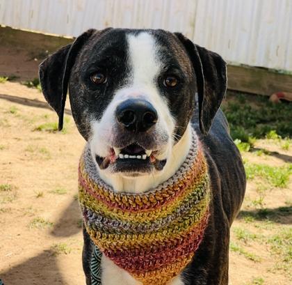 Enlarge Toast $85, a Adoptable mixed breed in Seneca, SC image 3/3