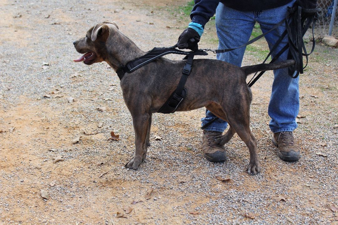 Brin, Adoptable, Adult Female American Bully.