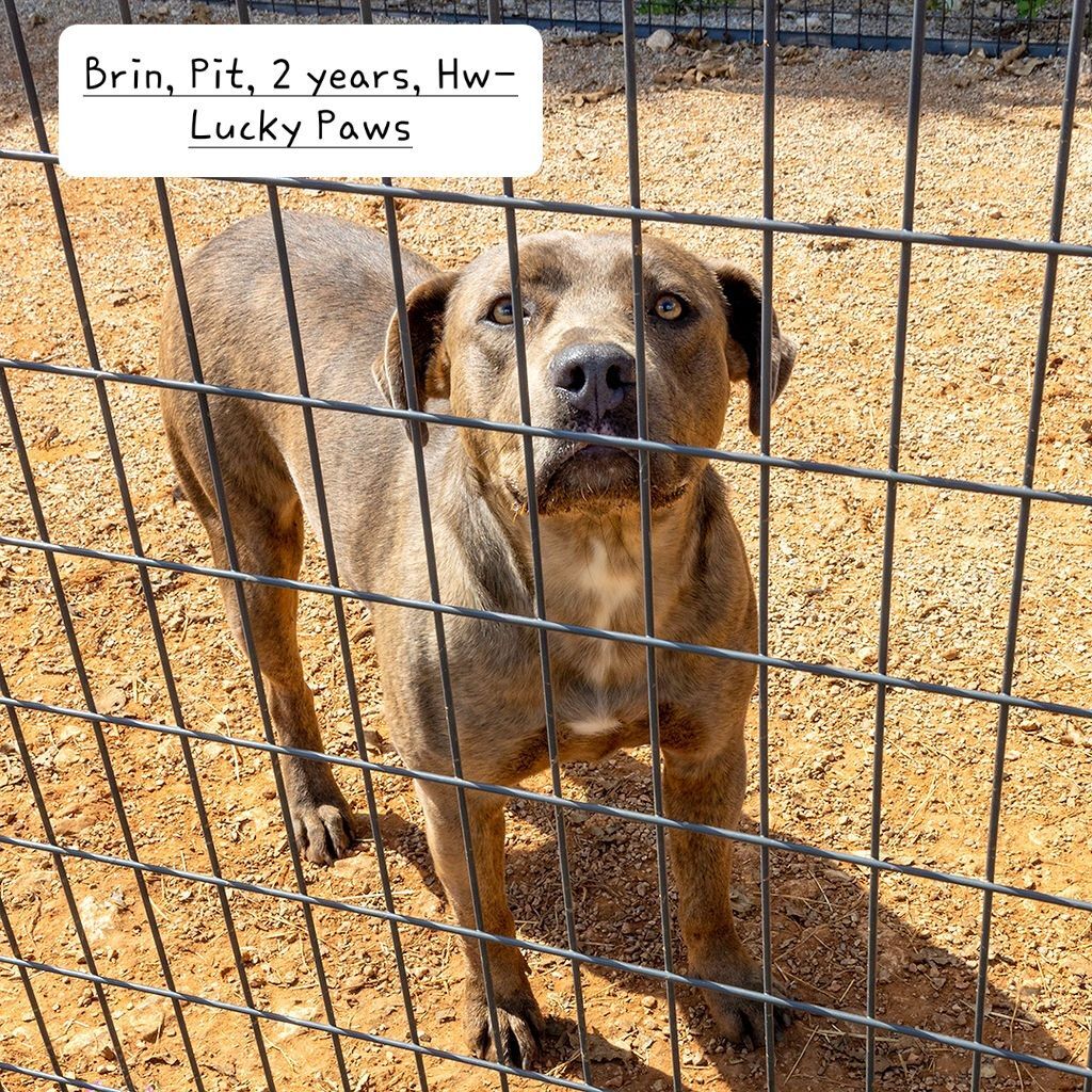 Brin, a Adoptable American Bully in Nocona, TX image 2/4