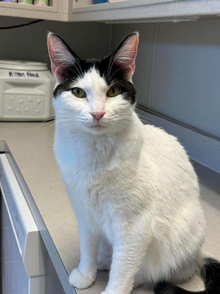 Hemi, Adoptable, Adult Female Domestic Short Hair.