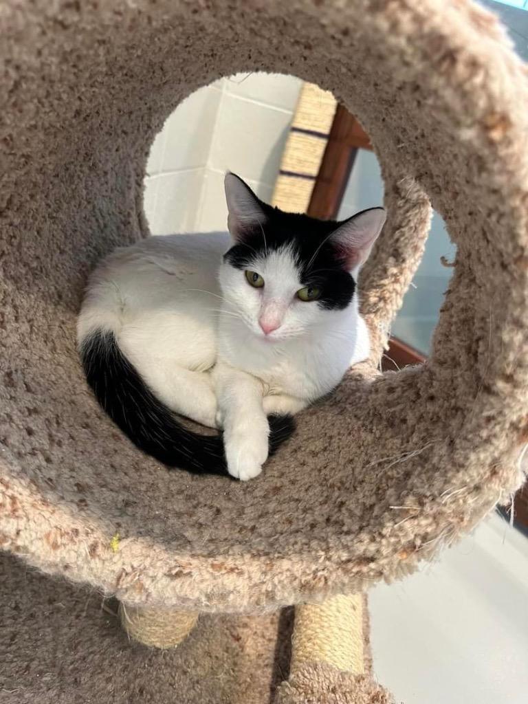 Enlarge Hemi, a Adoptable mixed breed in Dalton, GA image 2/6