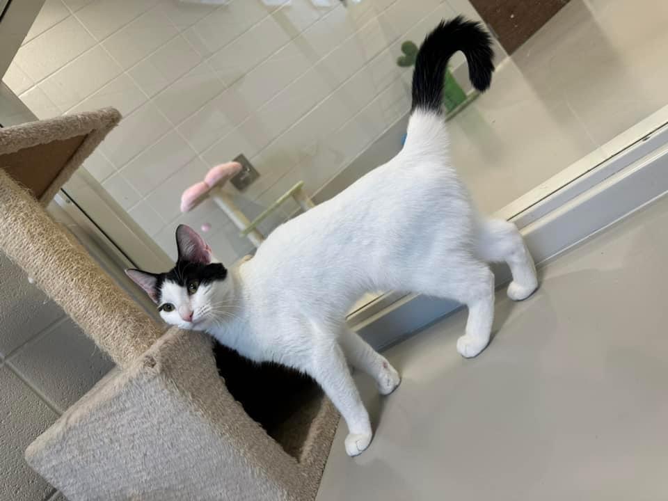 Enlarge Hemi, a Adoptable mixed breed in Dalton, GA image 3/6