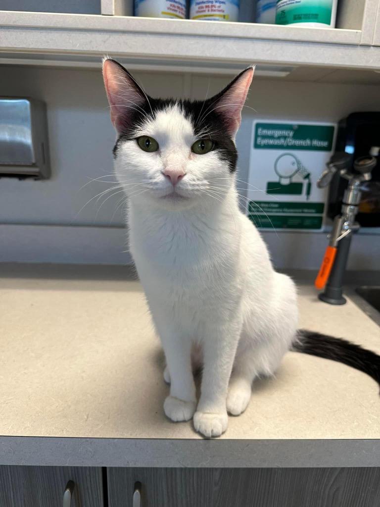 Enlarge Hemi, a Adoptable mixed breed in Dalton, GA image 4/6