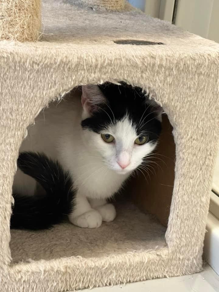 Hemi, a Adoptable mixed breed in Dalton, GA image 2/6