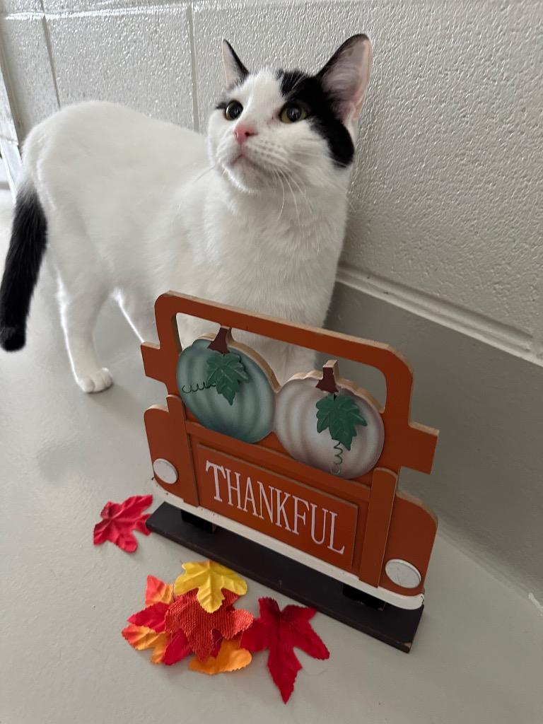 Enlarge Hemi, a Adoptable mixed breed in Dalton, GA image 6/6