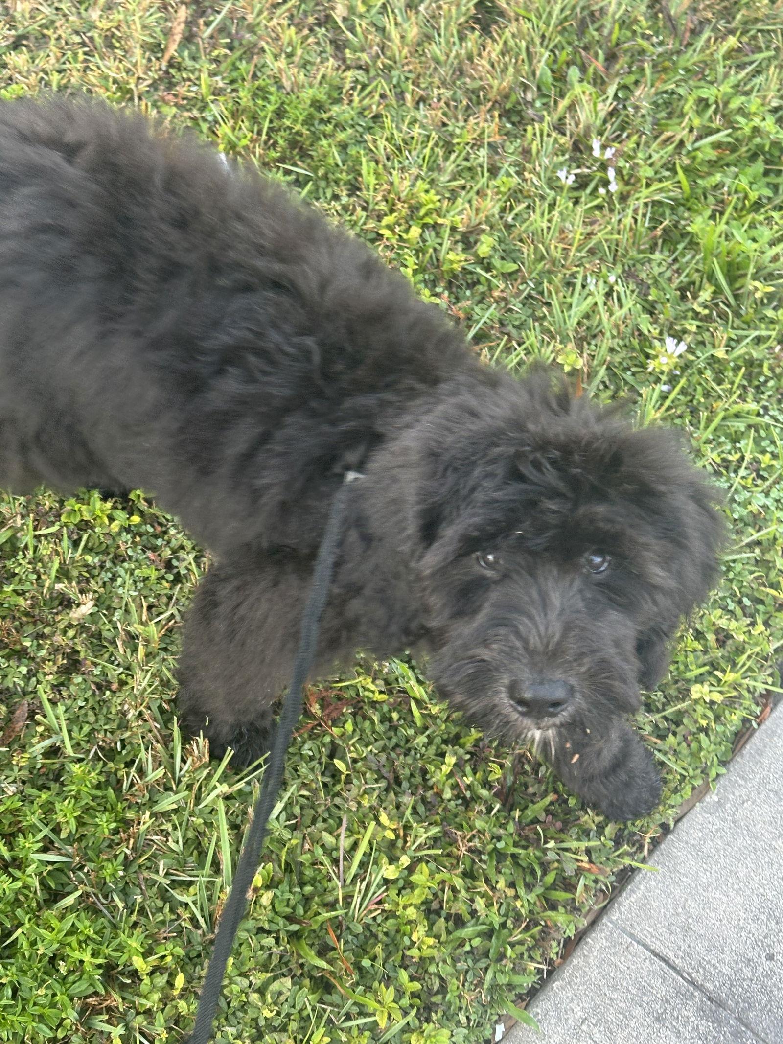 Enlarge Venus, a Adopted mixed breed in Orlando, FL image 1/3