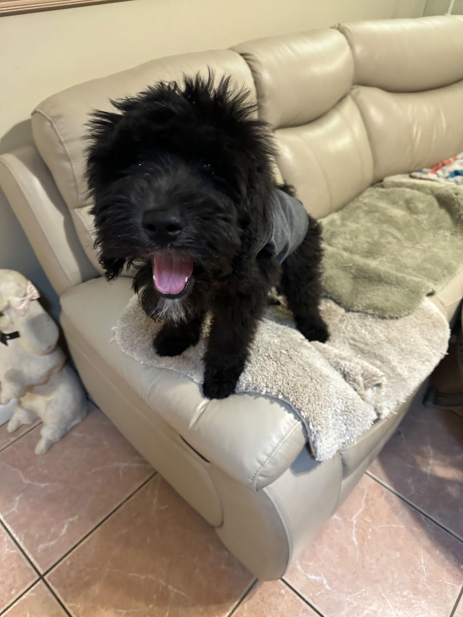 Venus, Adopted, Young Female Old English Sheepdog & Black Russian Terrier.
