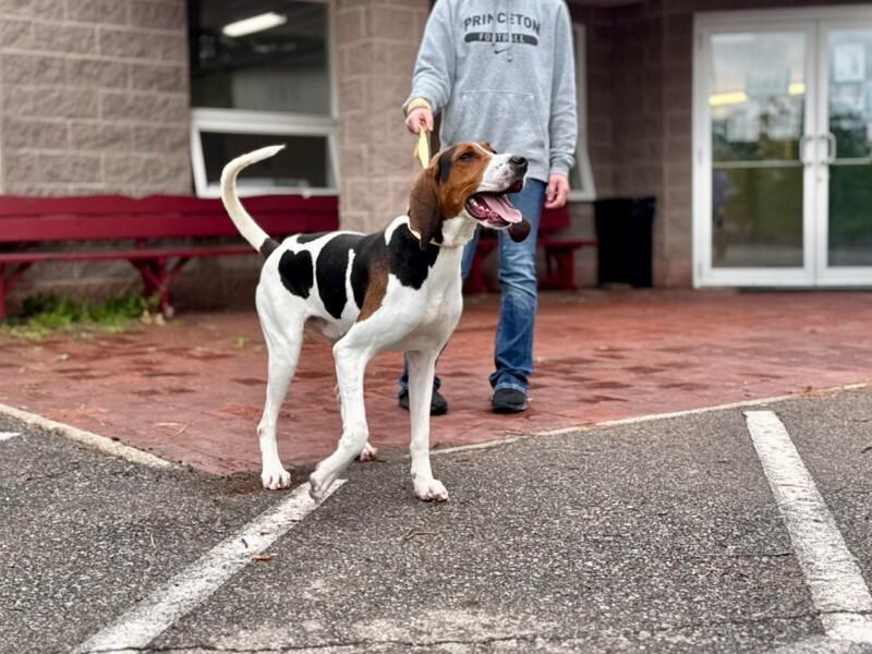 Enlarge Thurman, a Adoptable Treeing Walker Coonhound in Wooster, OH image 1/3