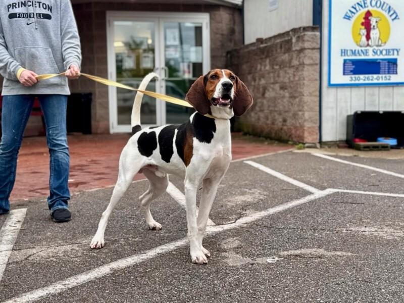 Enlarge Thurman, a Adoptable Treeing Walker Coonhound in Wooster, OH image 2/3