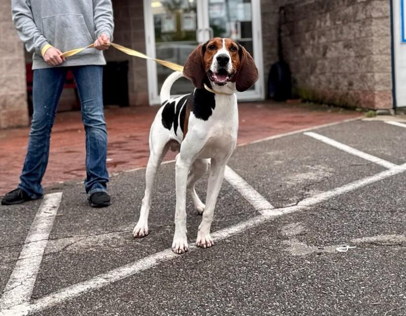 Enlarge Thurman, a Adoptable Treeing Walker Coonhound in Wooster, OH image 3/3