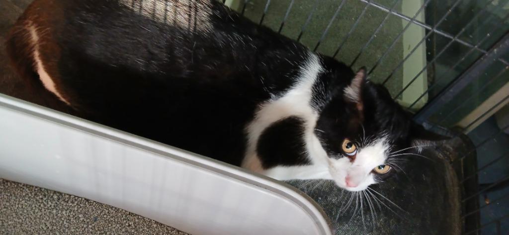 Atlas, Adoptable, Young Male Domestic Short Hair.